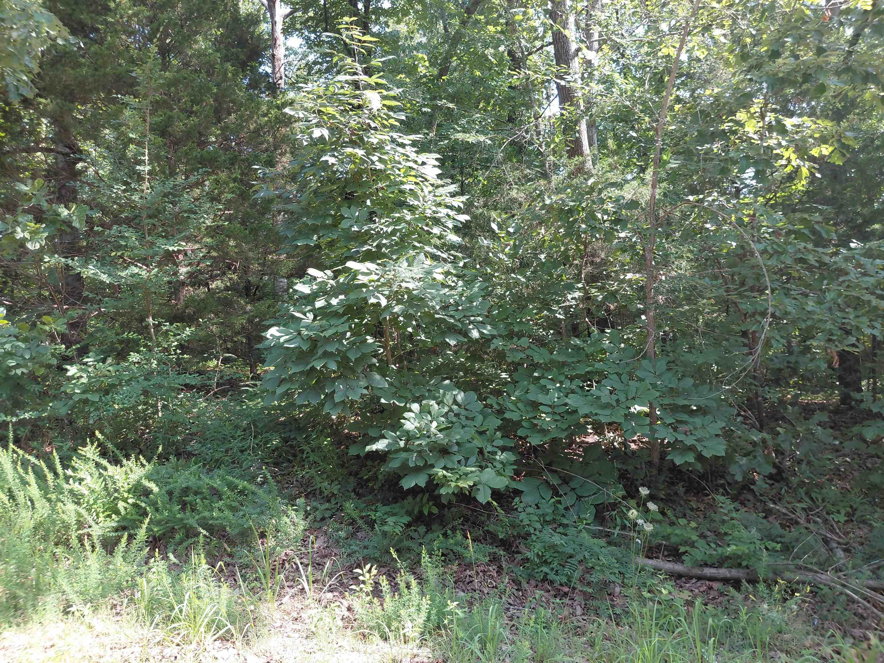 Ponderosa Lane Property Photo 17