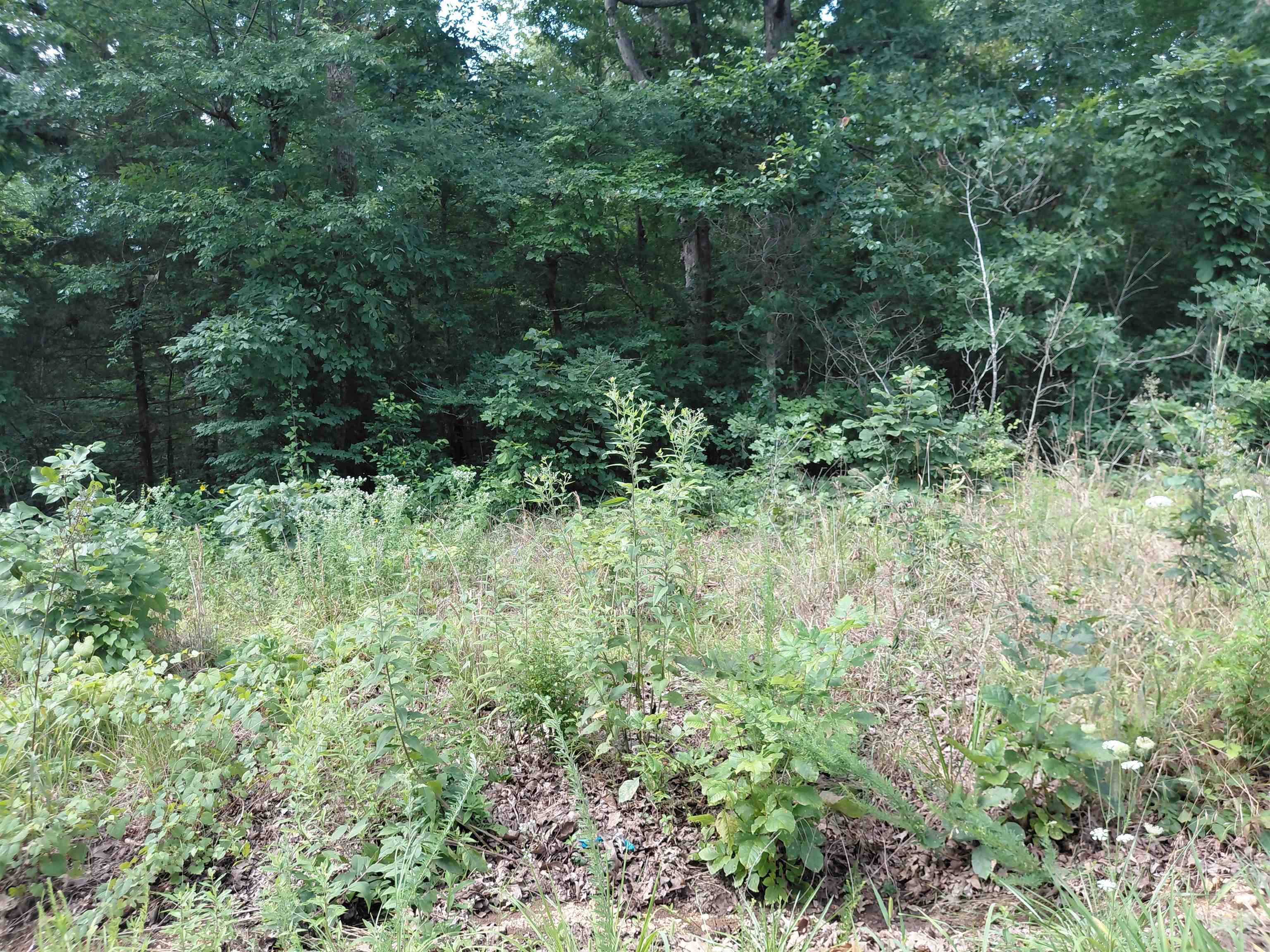 Ponderosa Drive Property Photo 3