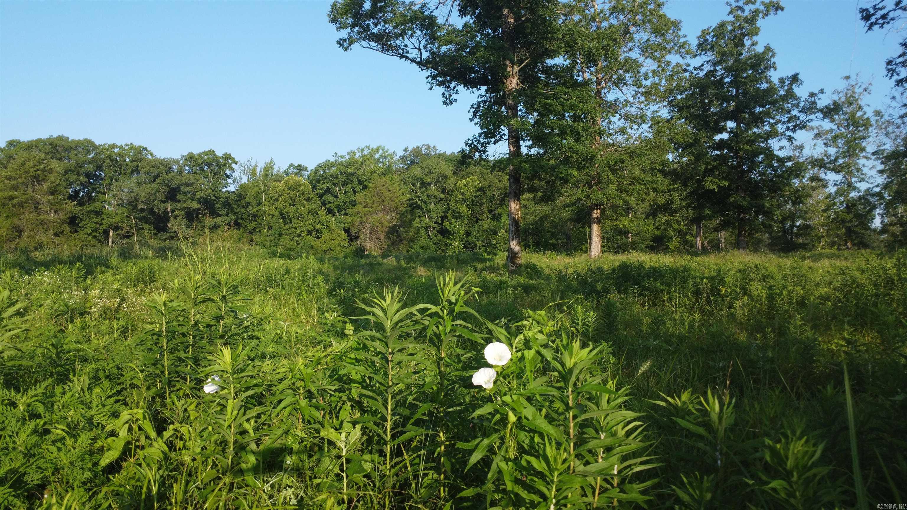 Tract 08 Tbd Whittington Homestead Property Photo 18