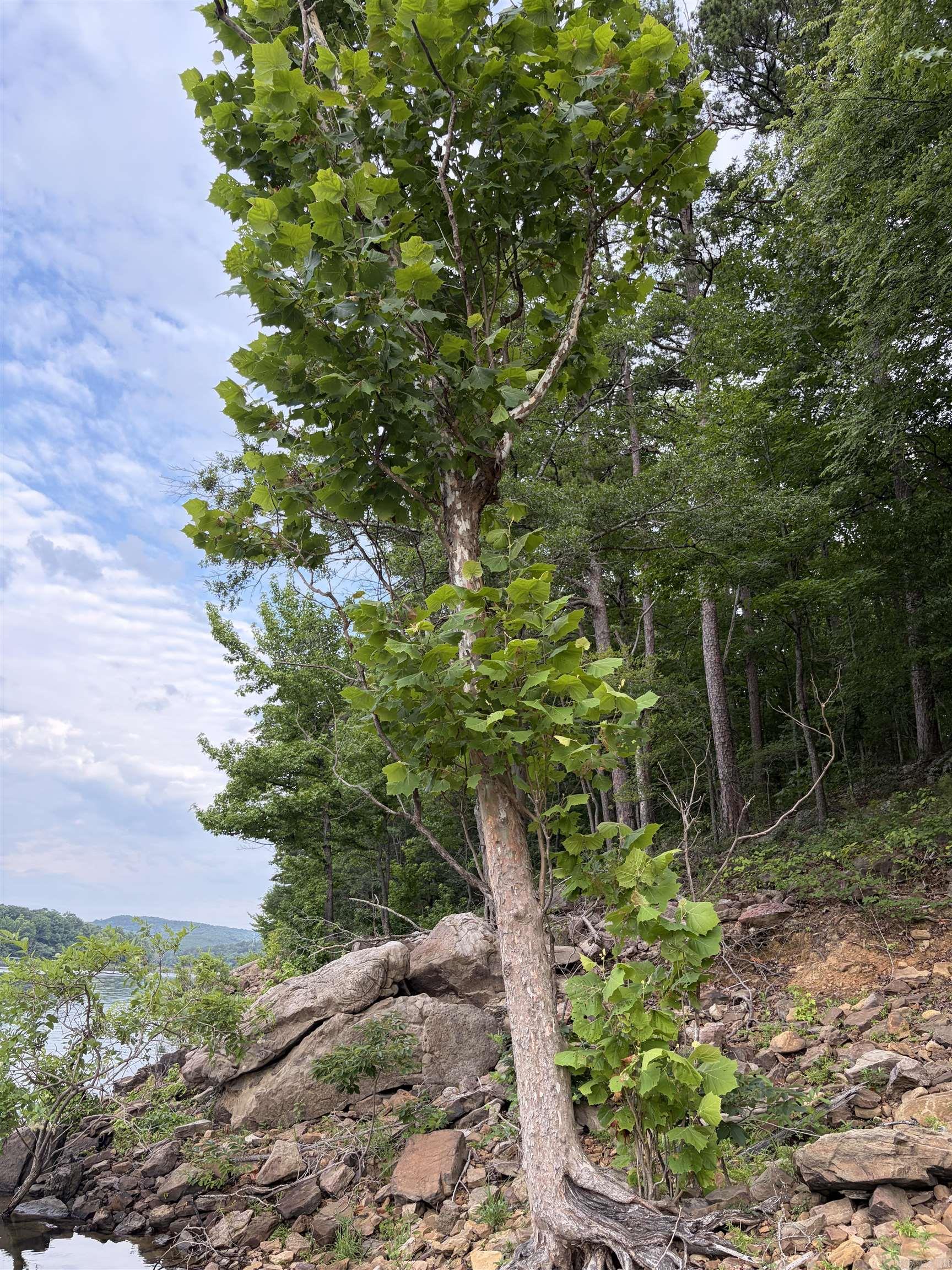 Bear Mountain Rd. Property Photo 19
