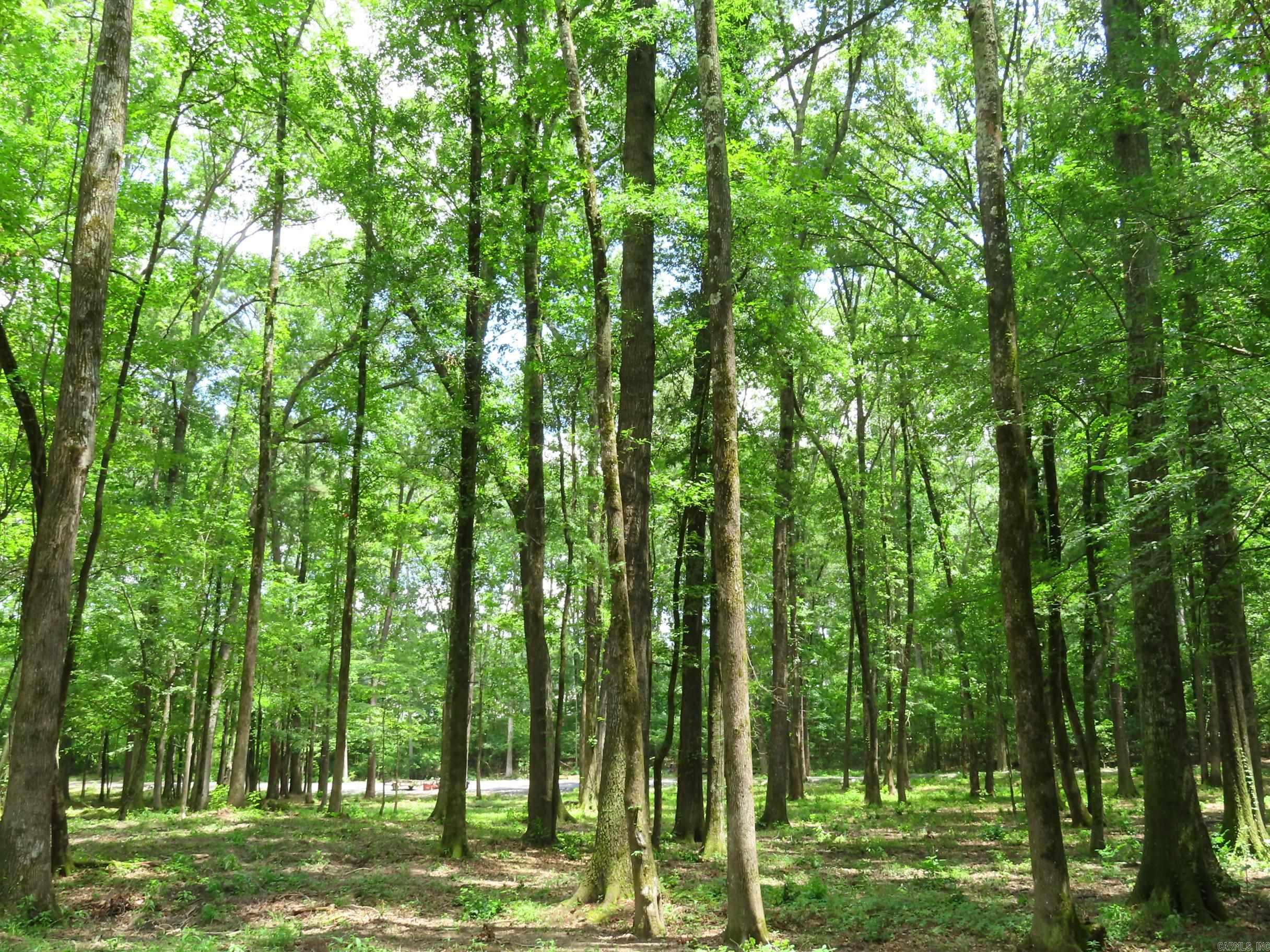 15 Acres Sidell Road Property Photo 10