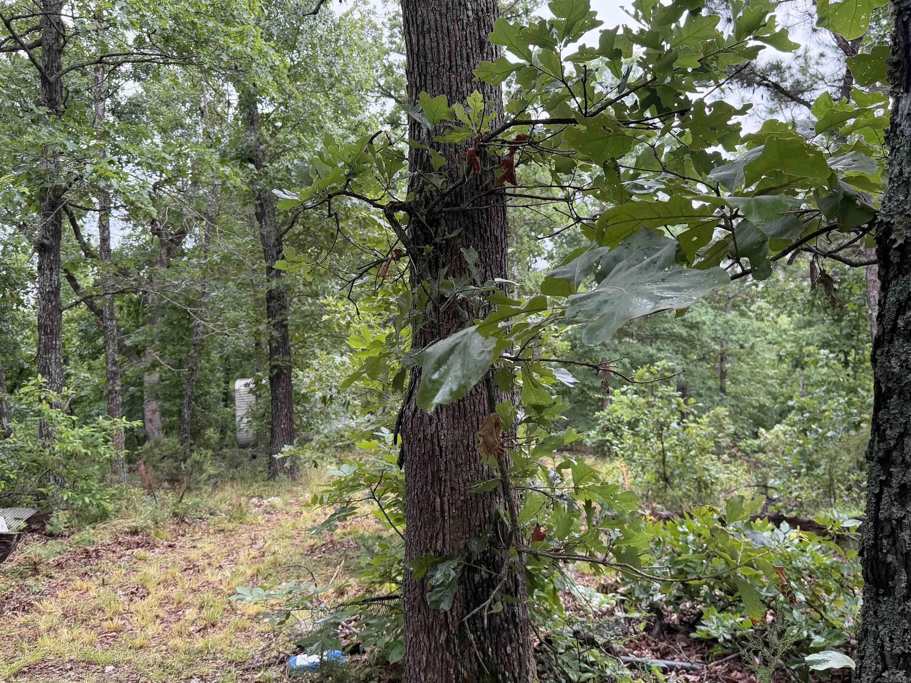 Off Of Morgan Cave Road Property Photo 6