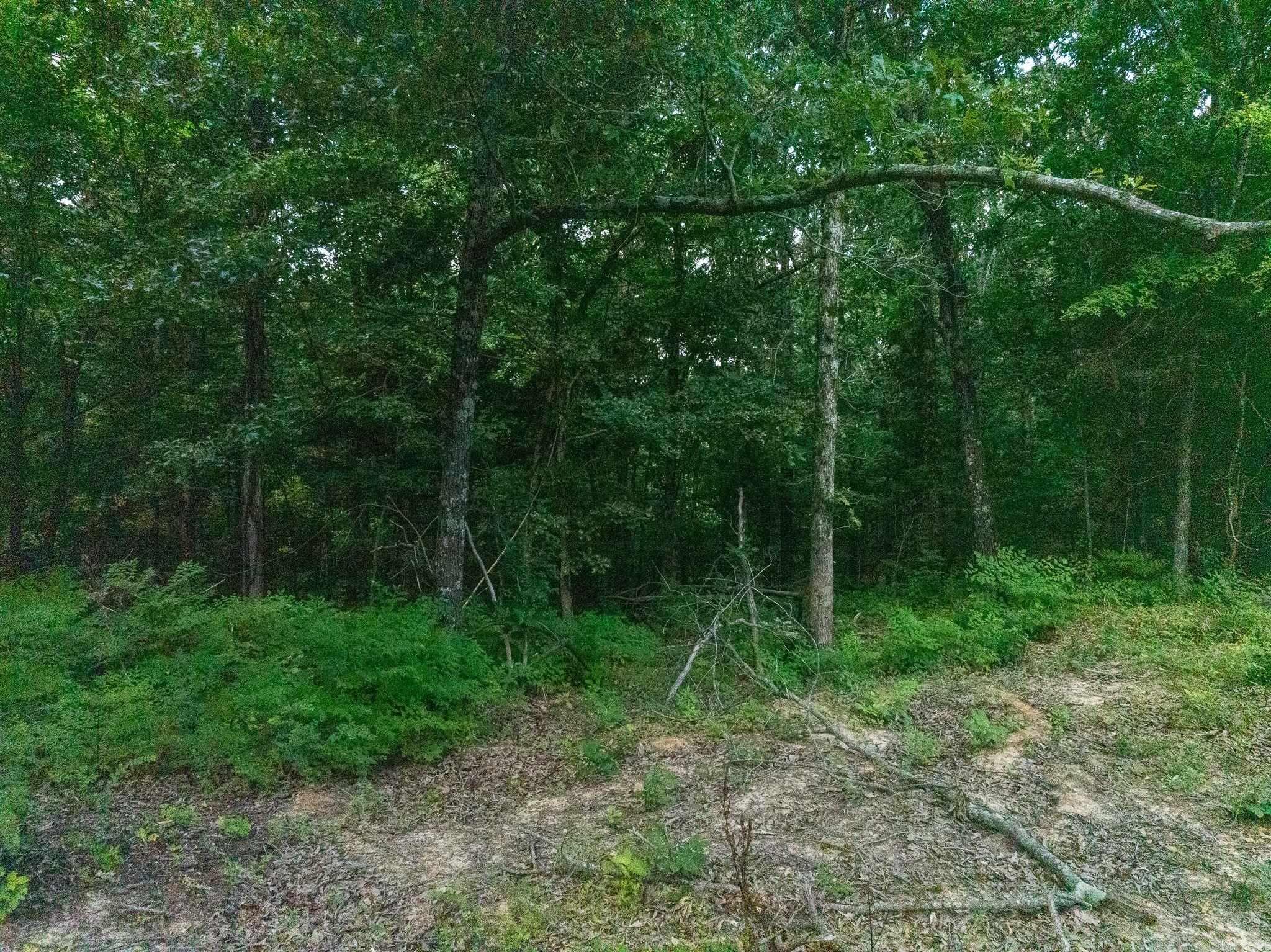 Tbd Greene 324 Road Property Photo 20