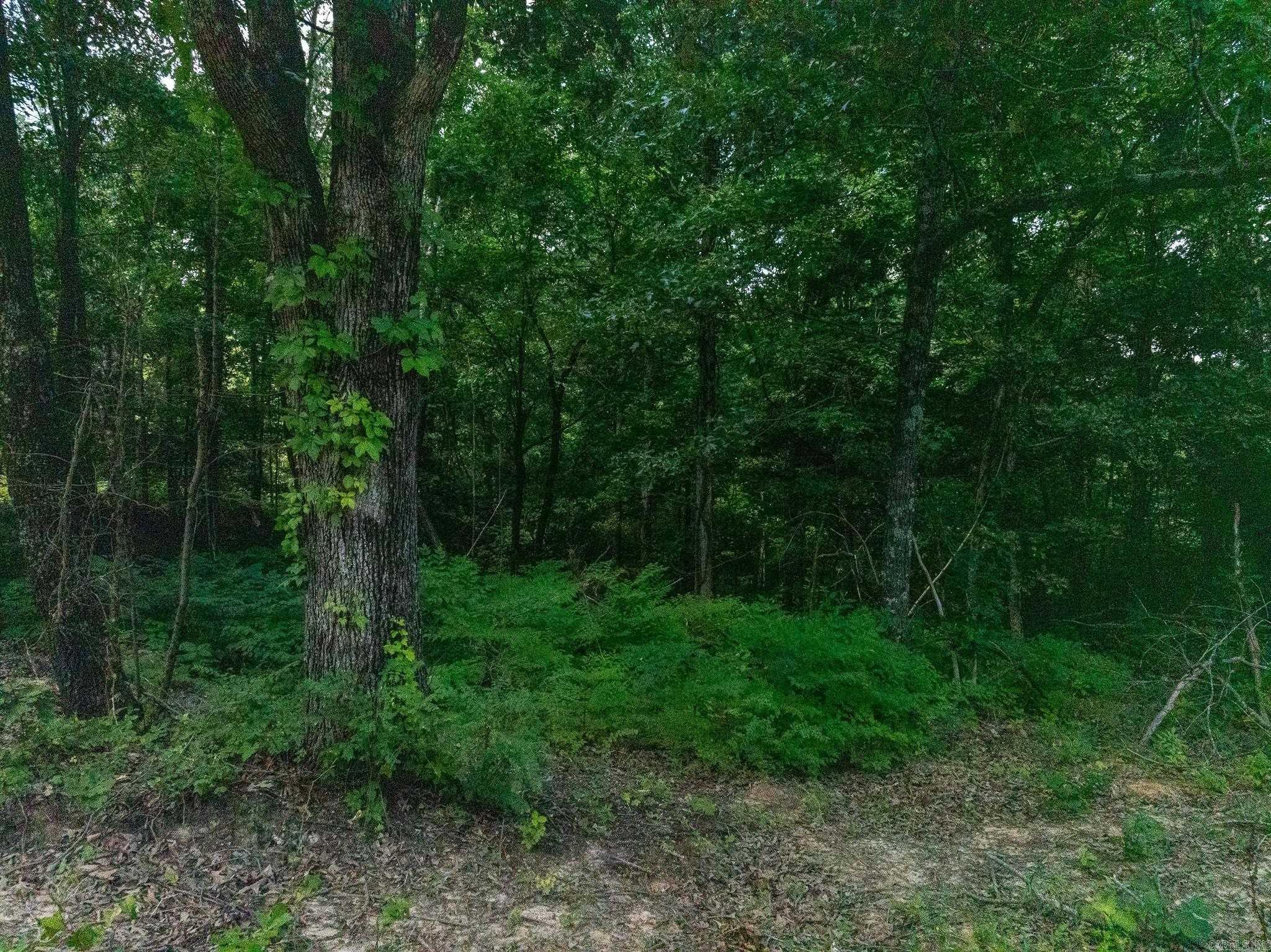 Tbd Greene 324 Road Property Photo 21