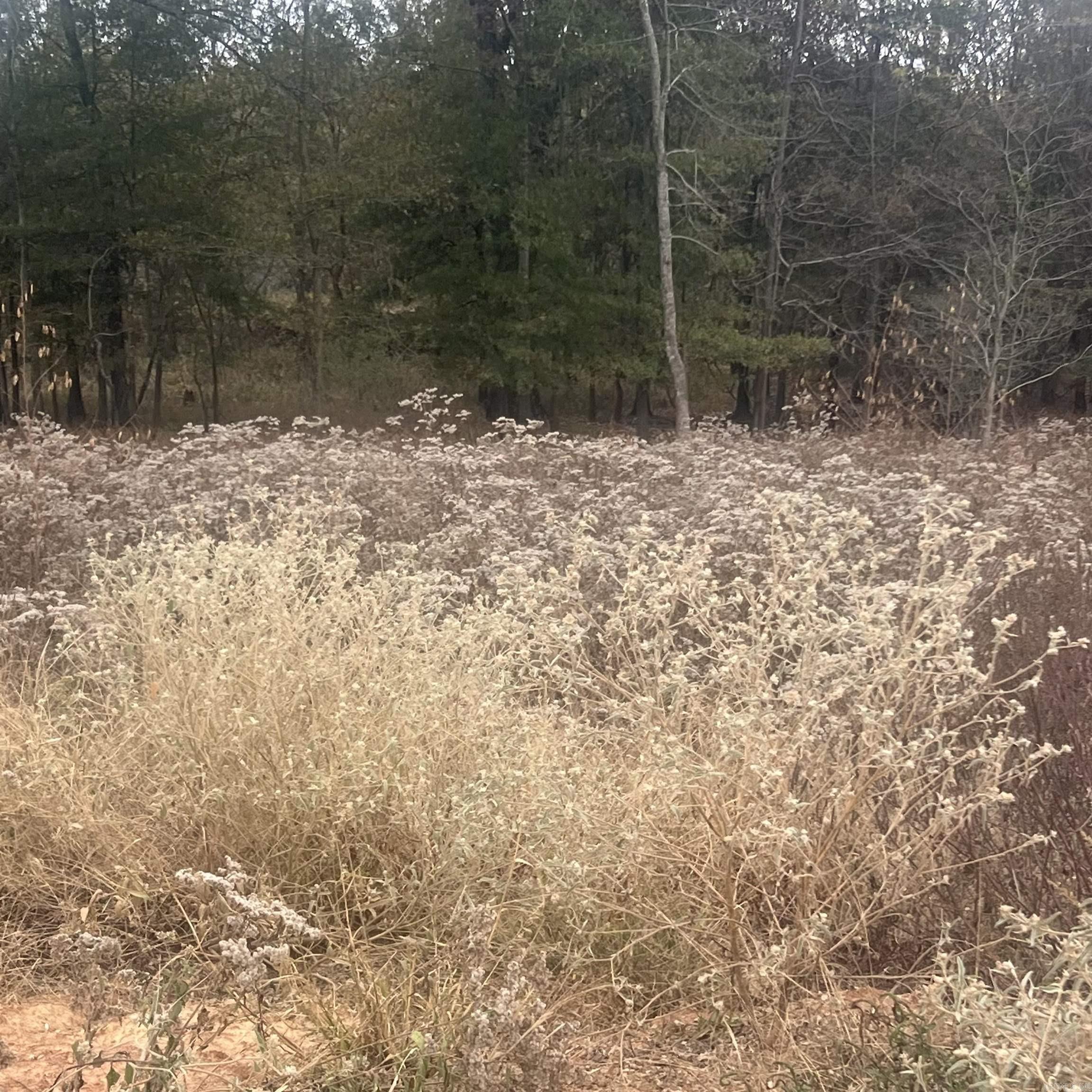 604 Corondelet Lane Property Photo 11