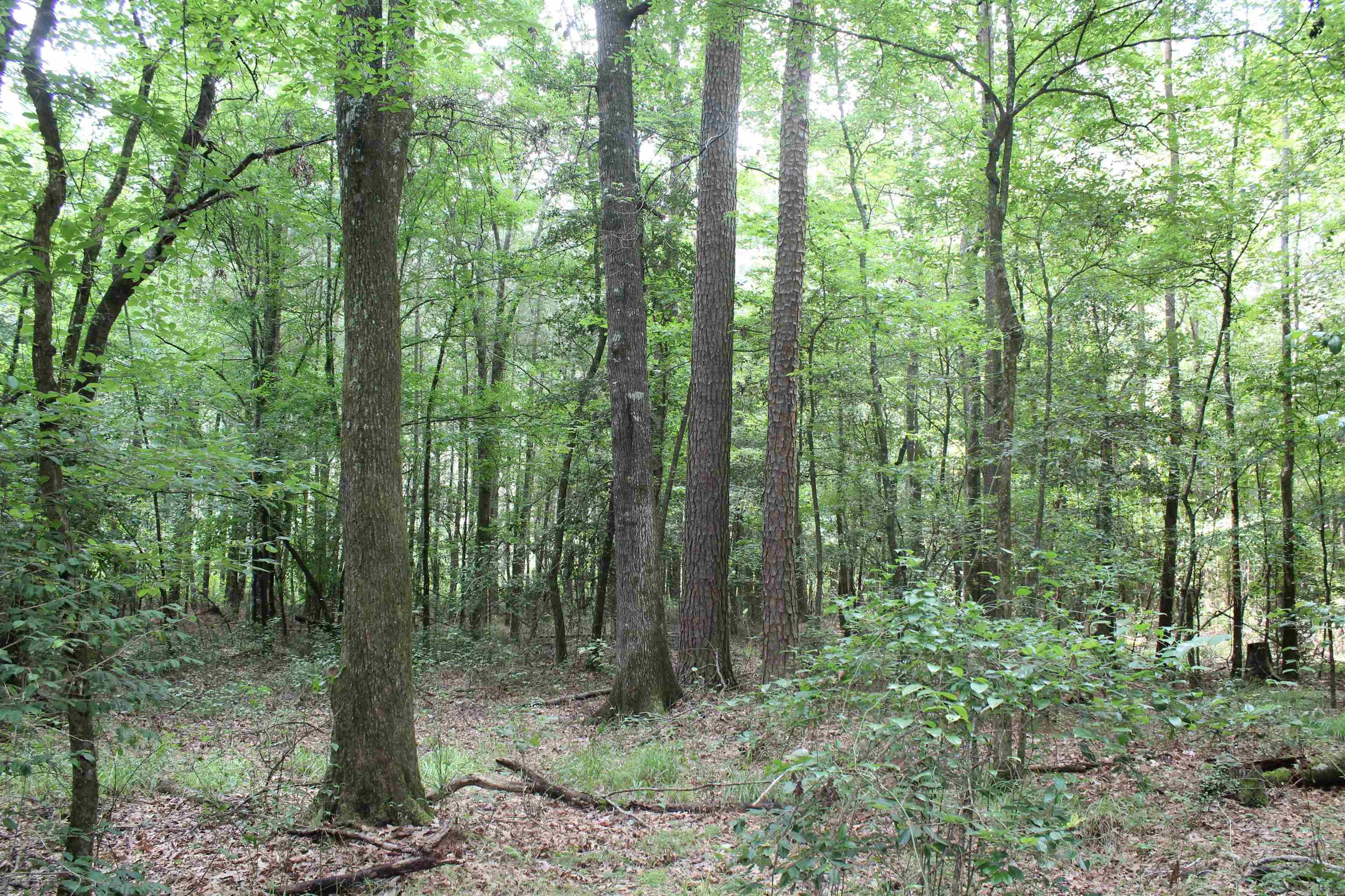 Cornbridge Road Property Photo 5