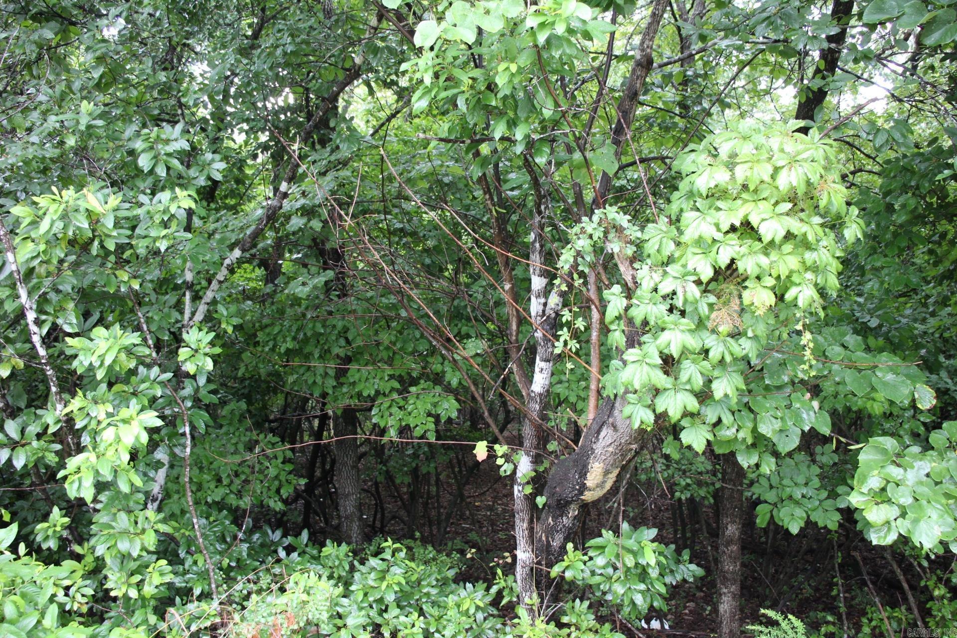 Green Forest Trail Property Photo 5