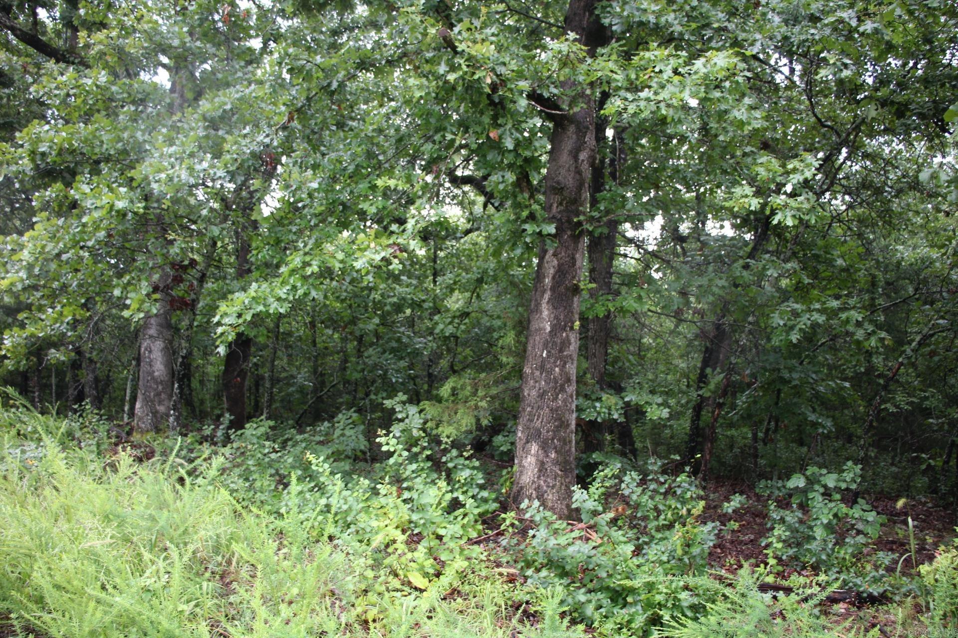 Green Forest Trail Property Photo 8