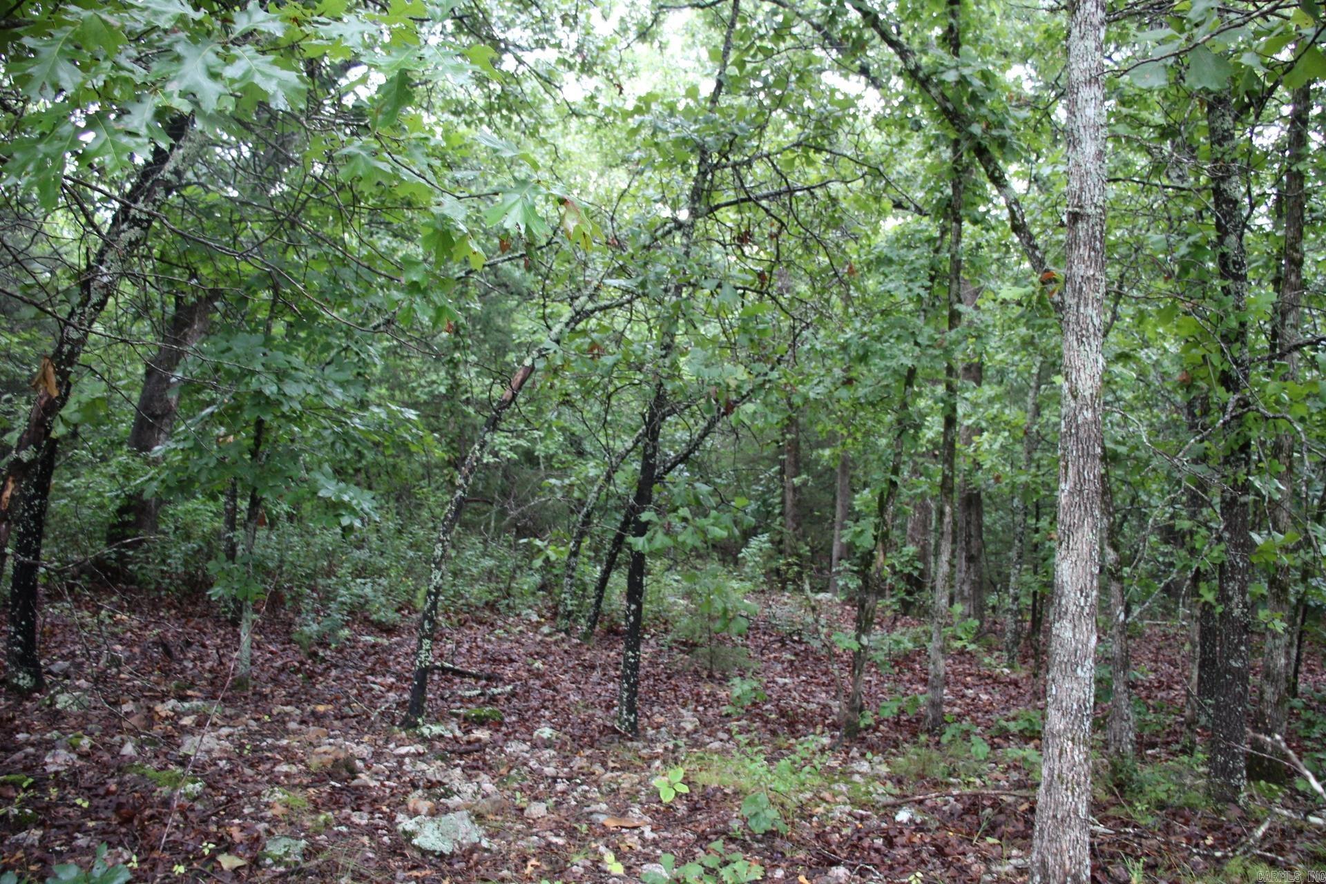 Green Forest Trail Property Photo 9