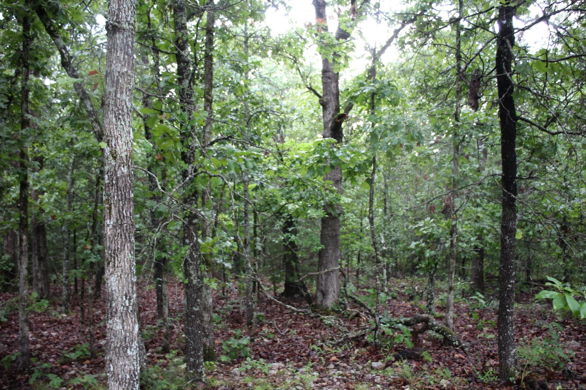 Green Forest Trail Property Photo 10