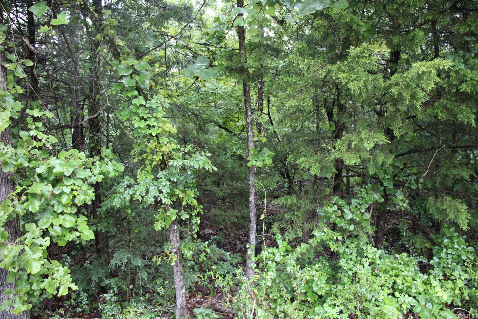 Green Forest Trail Property Photo 12