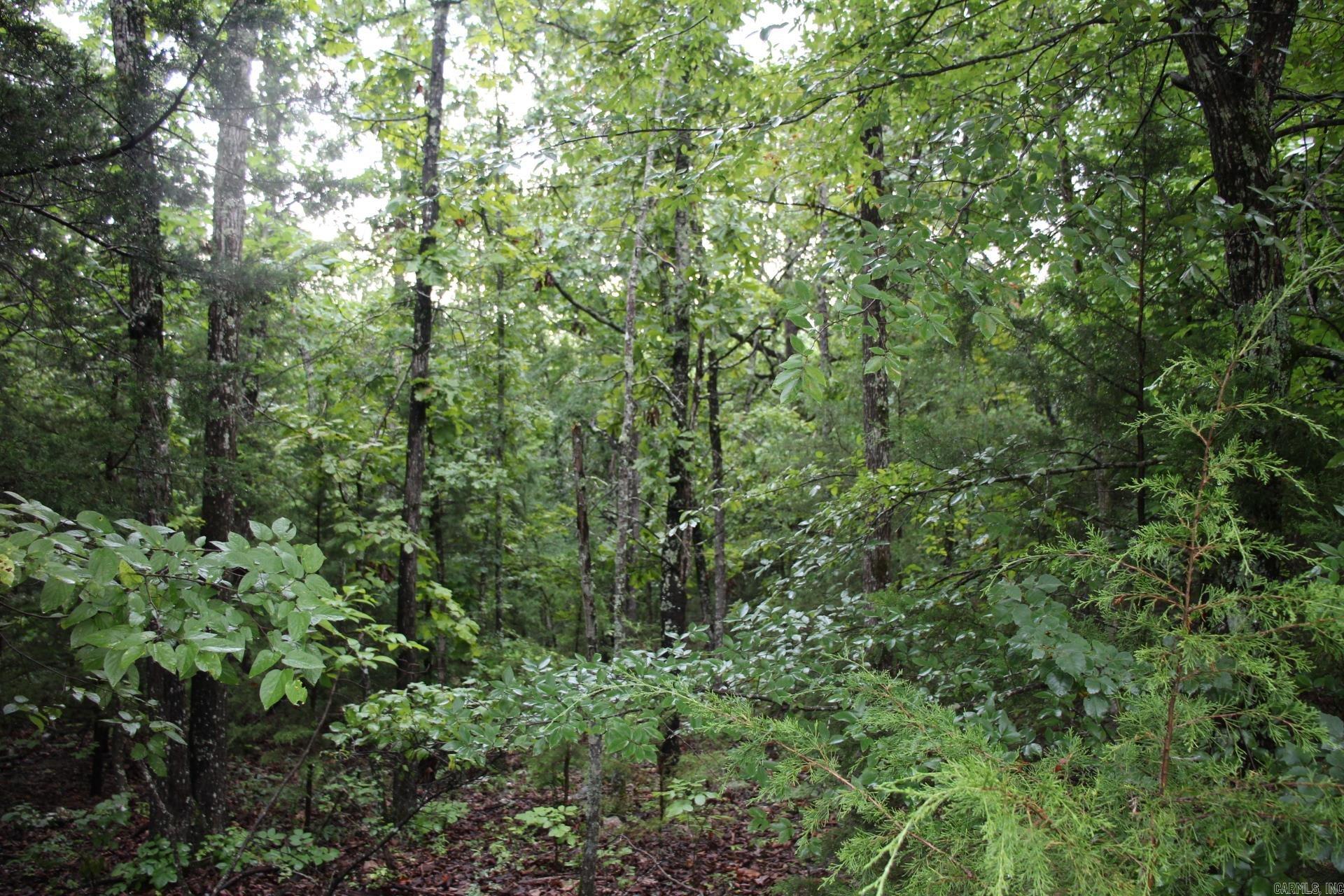 Green Forest Trail Property Photo 14