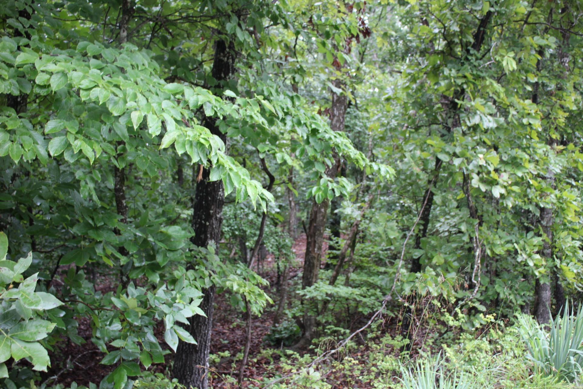 Green Forest Trail Property Photo 15