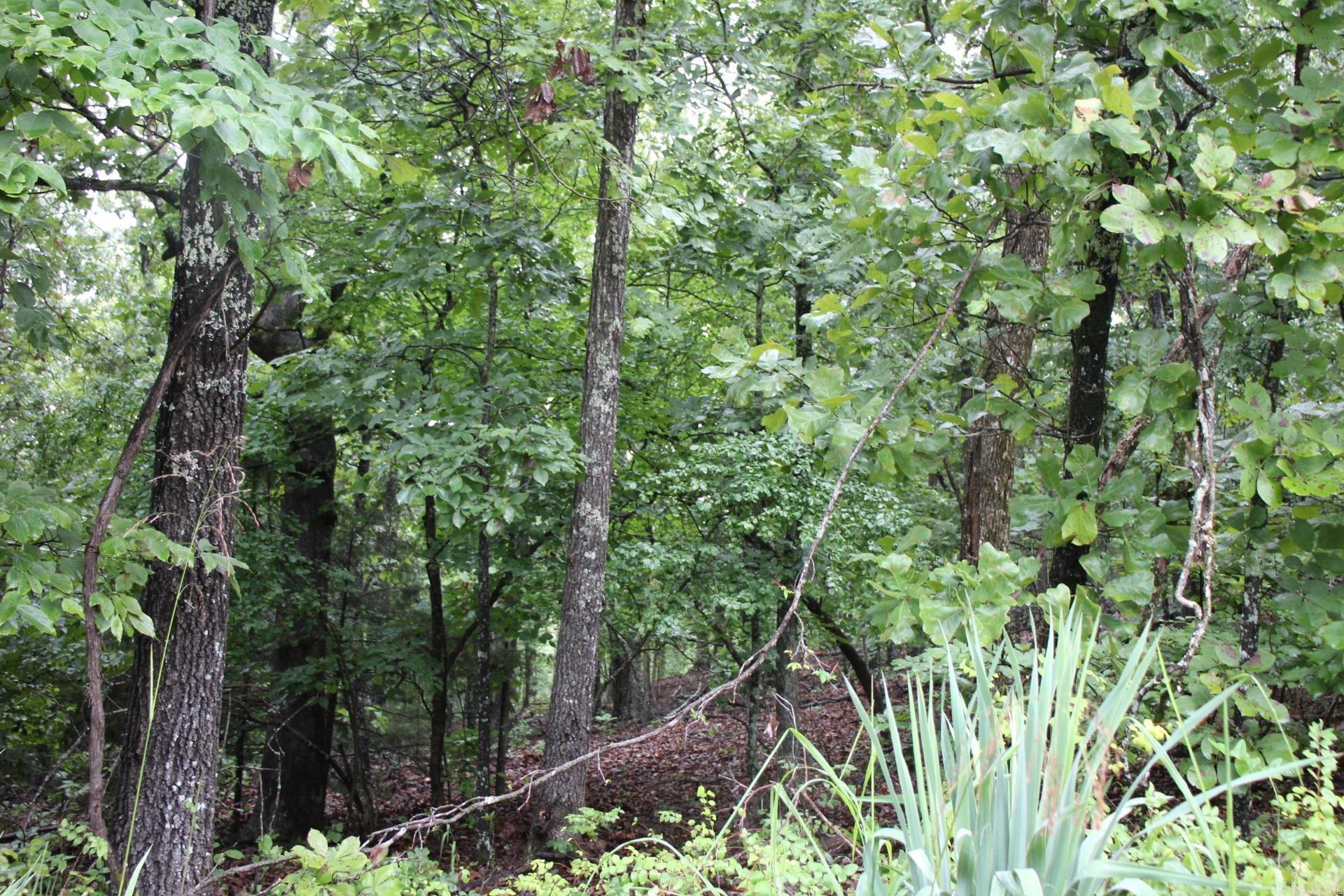 Green Forest Trail Property Photo 16