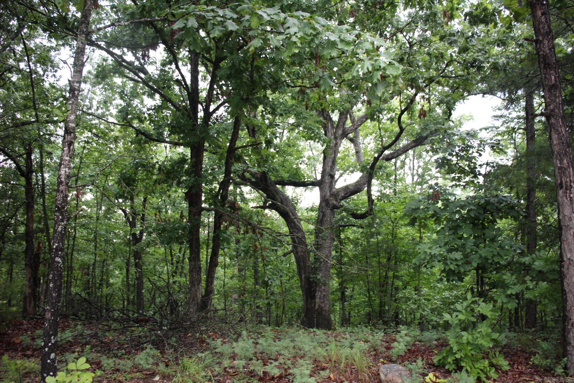 Green Forest Trail Property Photo 19