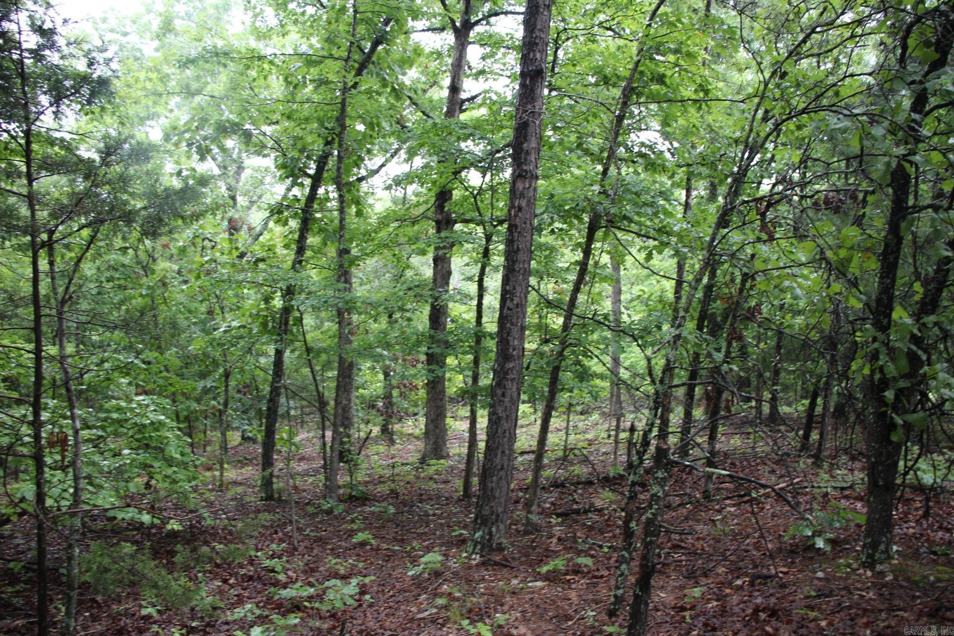 Green Forest Trail Property Photo 20
