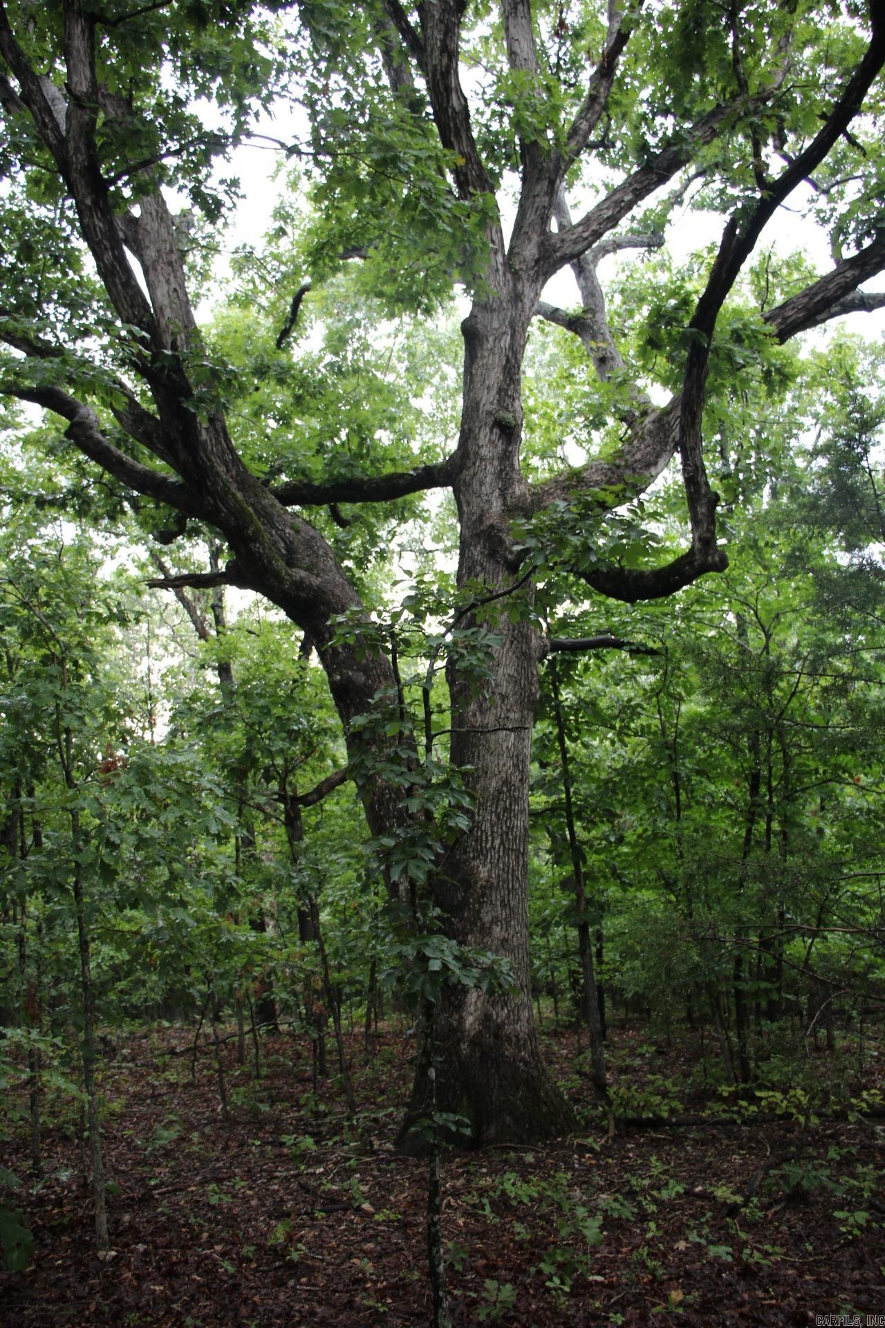 Green Forest Trail Property Photo 21