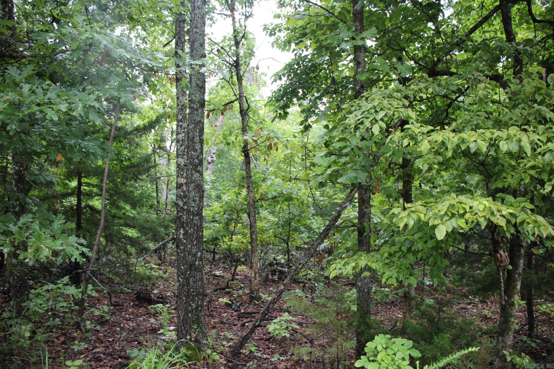 Green Forest Trail Property Photo 23