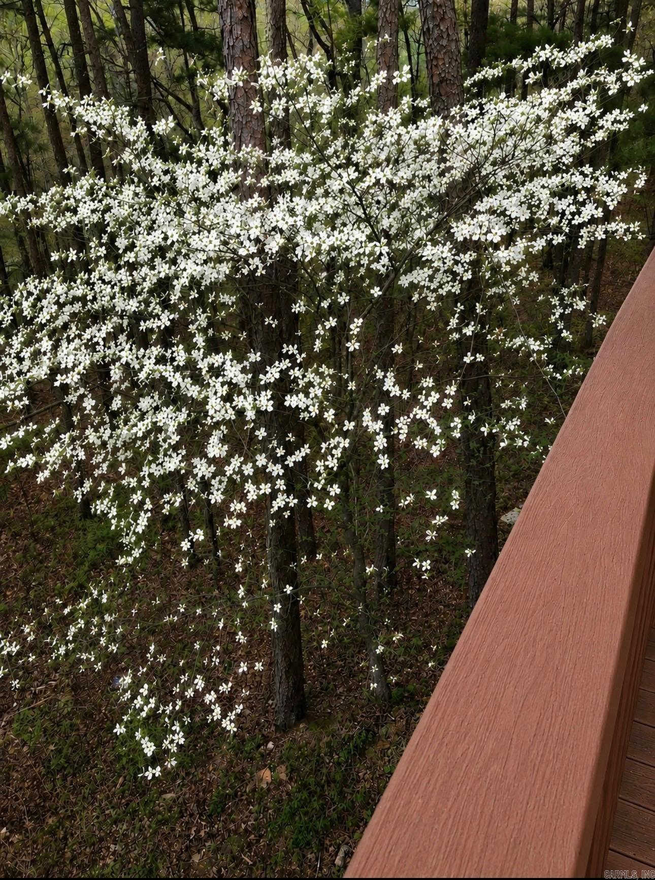 300 Arrow Head Property Photo 22