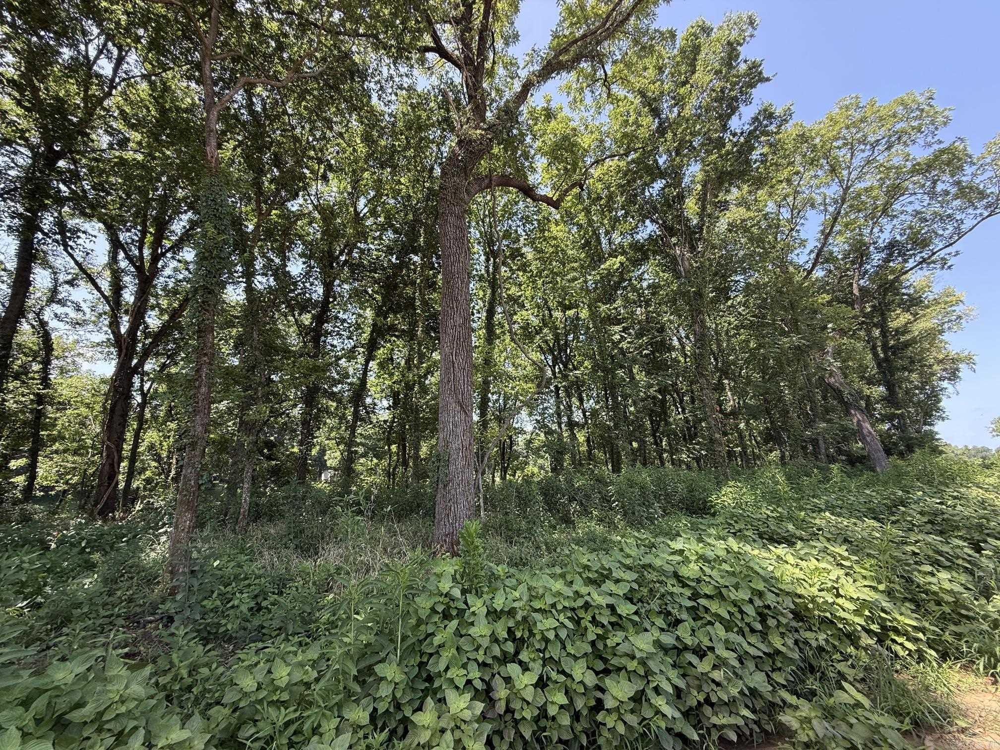 Lot 39 Up River Property Photo 5