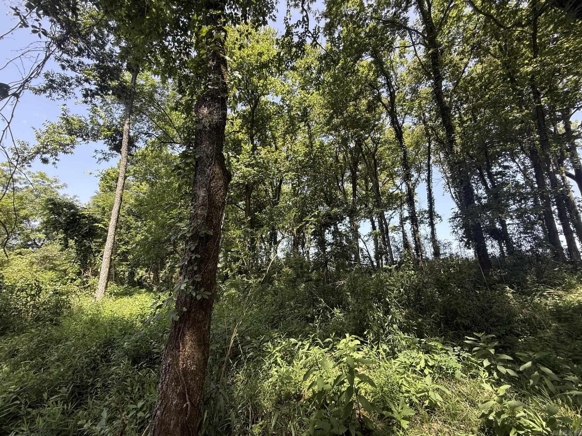 Lot 40 Up River Property Photo 3