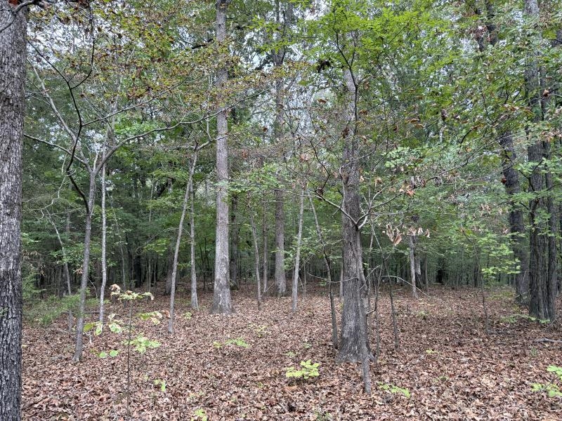 Off Of Lawrence 106 Property Photo 6
