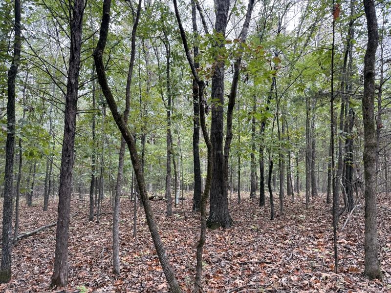 Off Of Lawrence 106 Property Photo 7