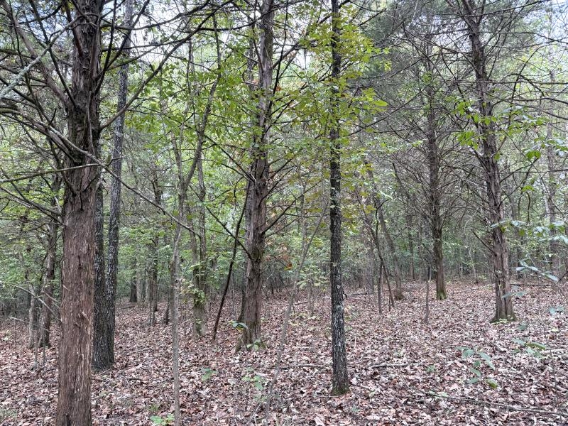 Off Of Lawrence 106 Property Photo 11