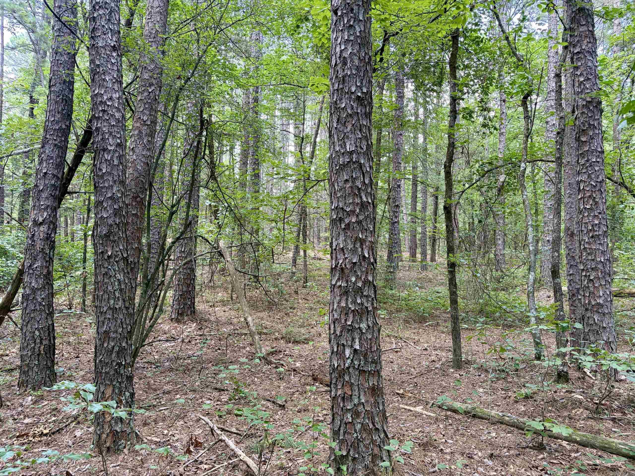 000 Bee Branch Road Property Photo 8