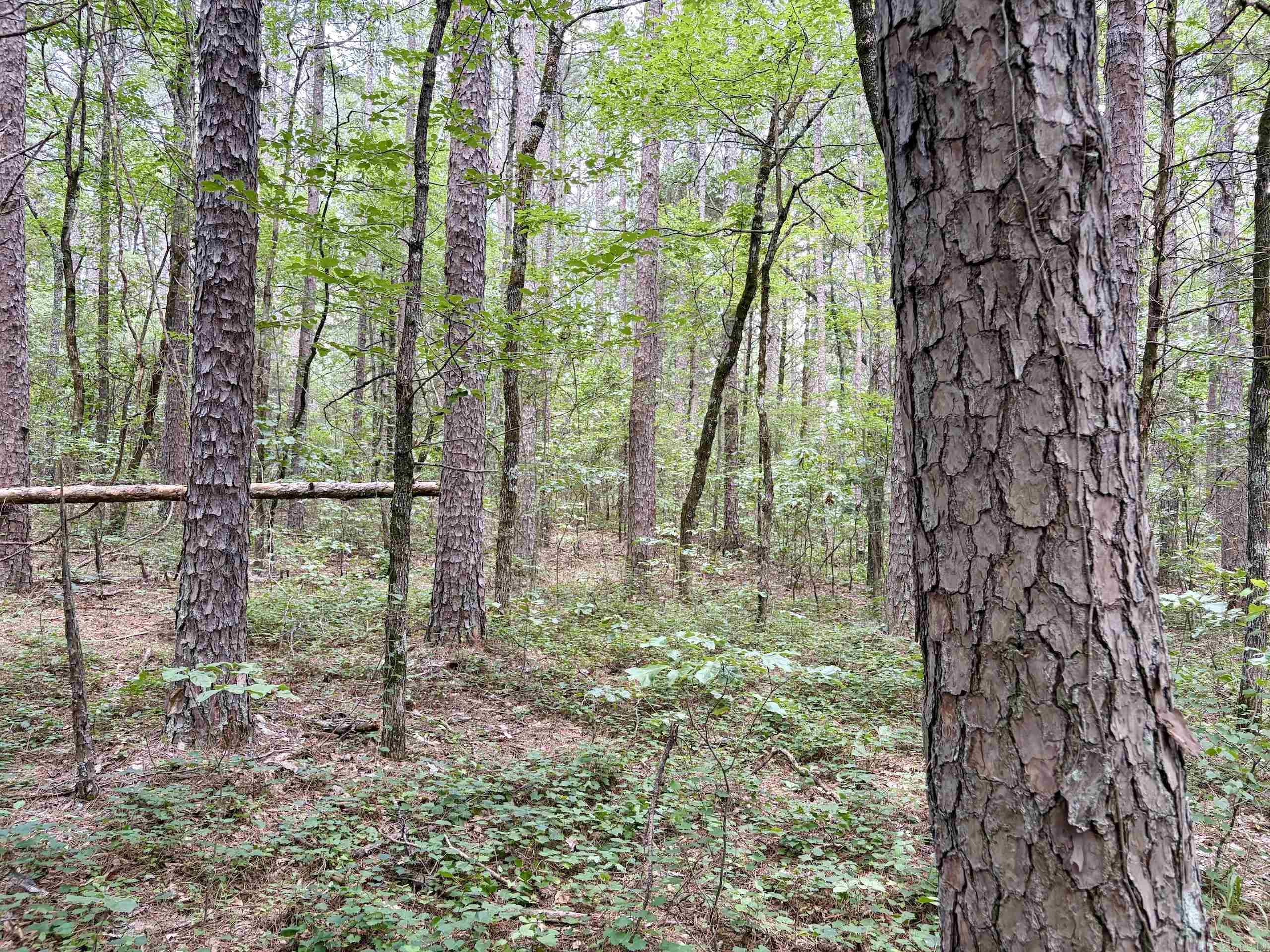 000 Bee Branch Road Property Photo 10