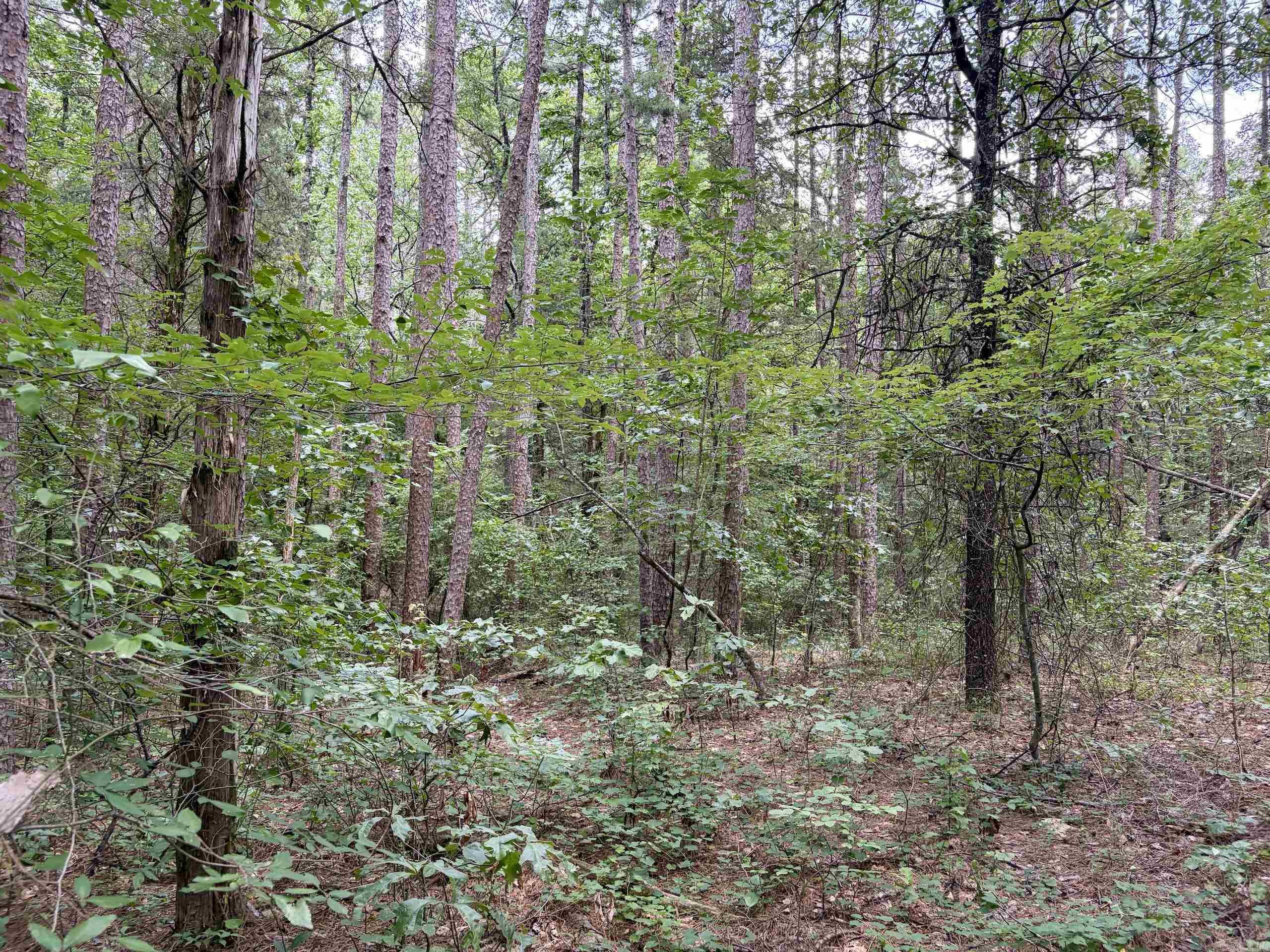 000 Bee Branch Road Property Photo 12