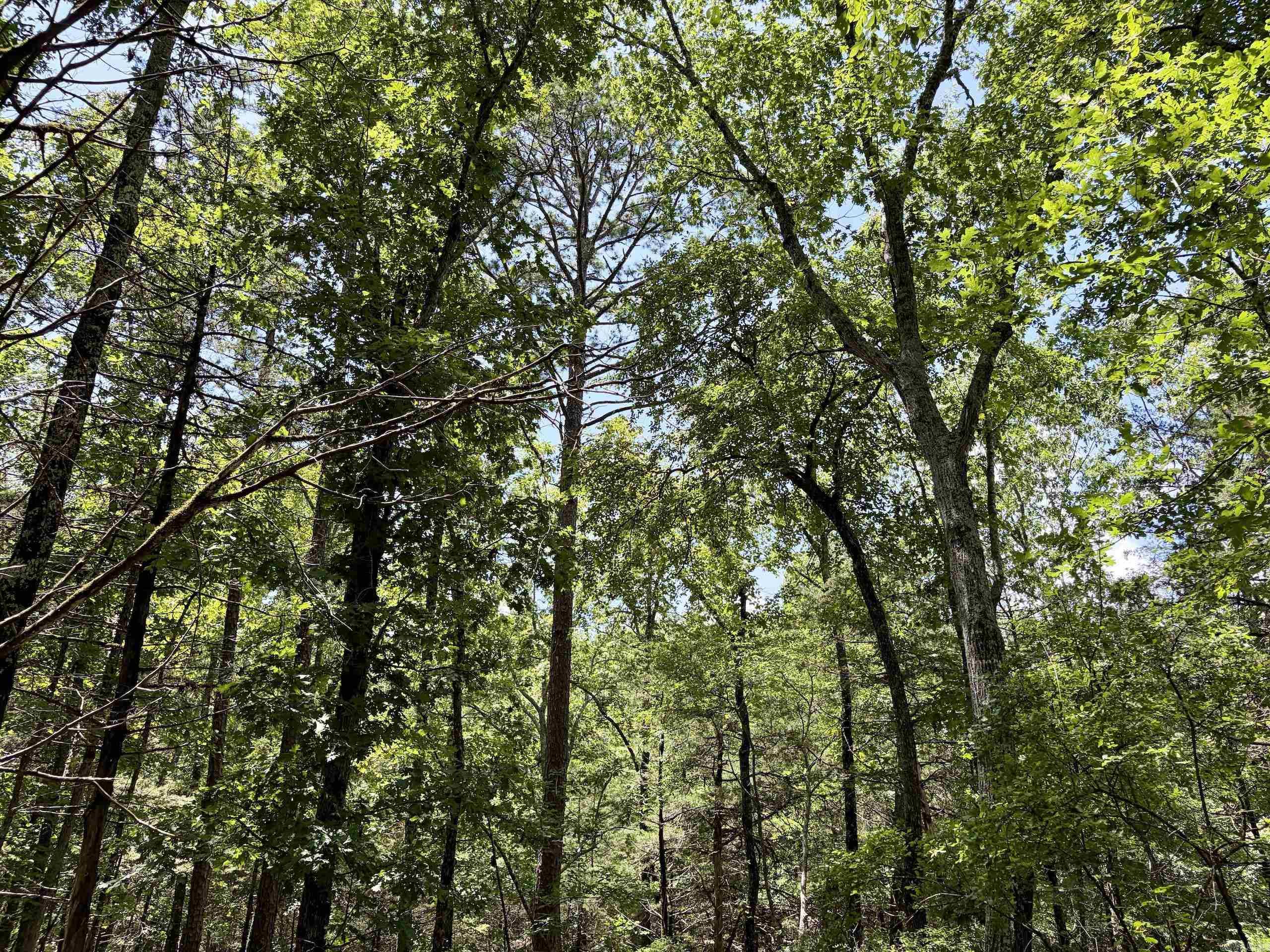 000 Bee Branch Road Property Photo 29