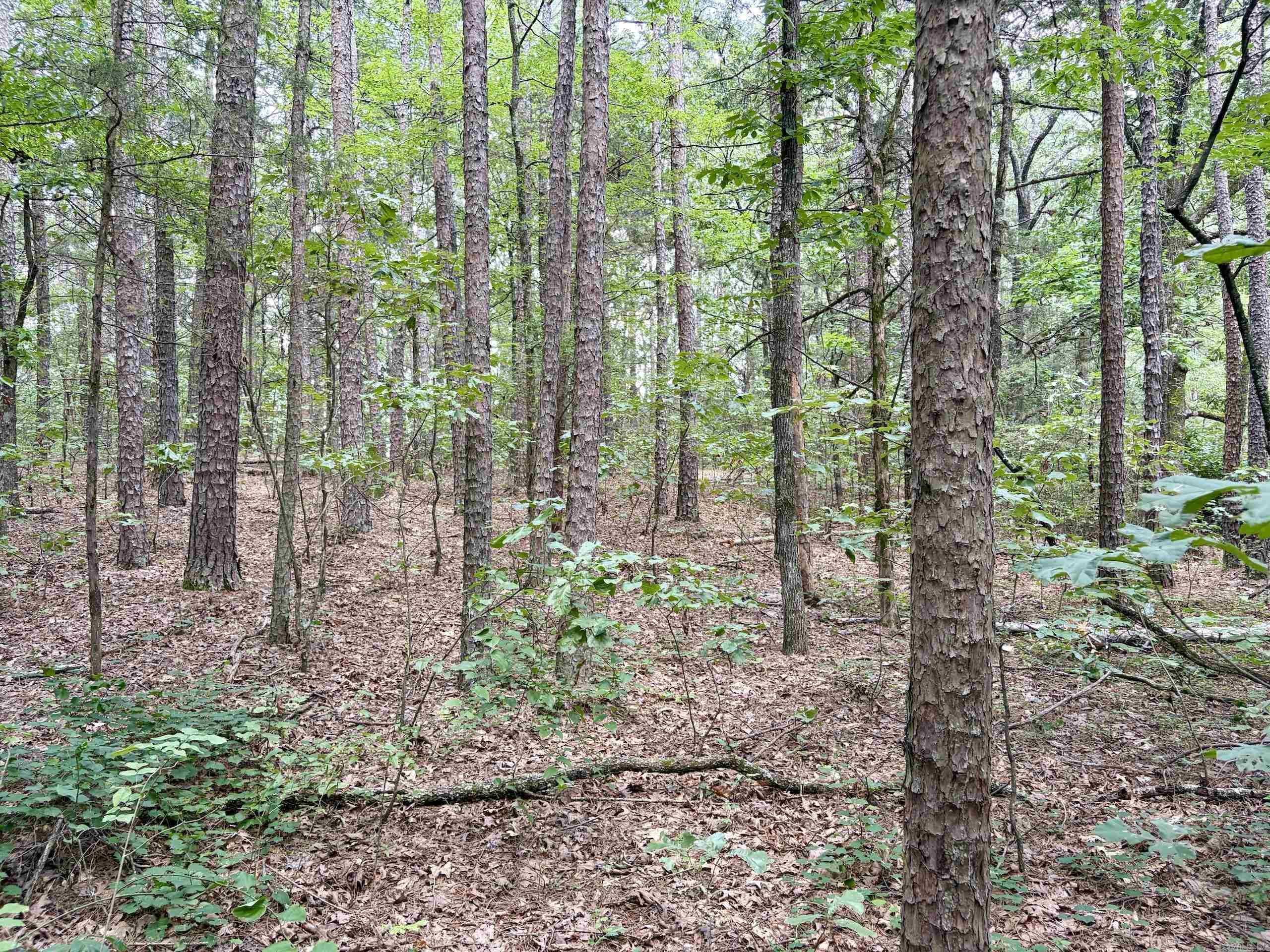 000 Bee Branch Road Property Photo 45