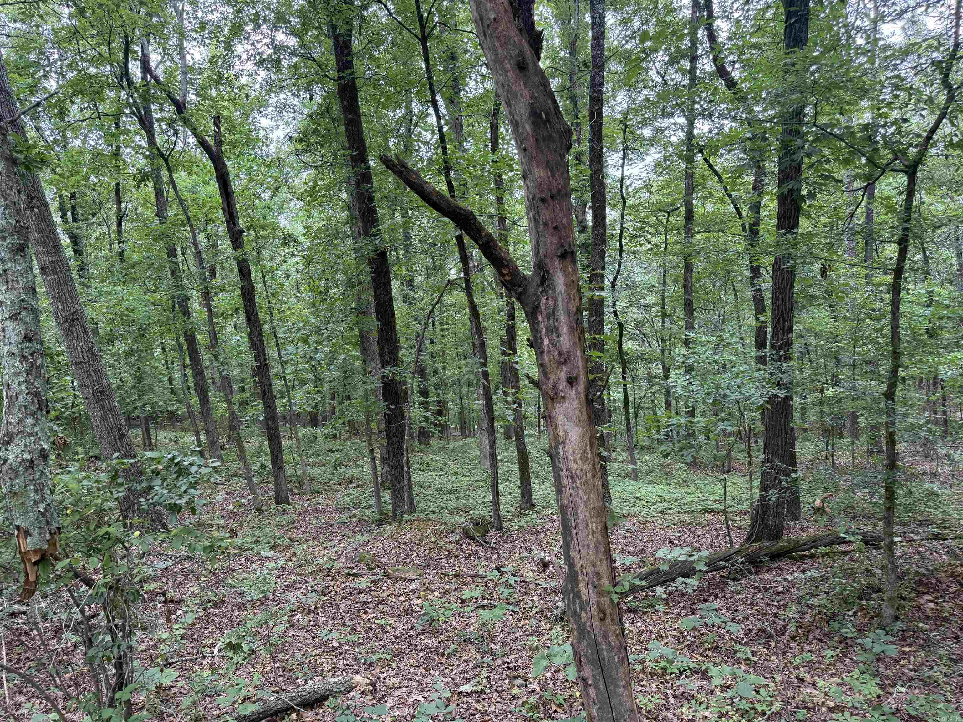 Pine Drive Property Photo 1