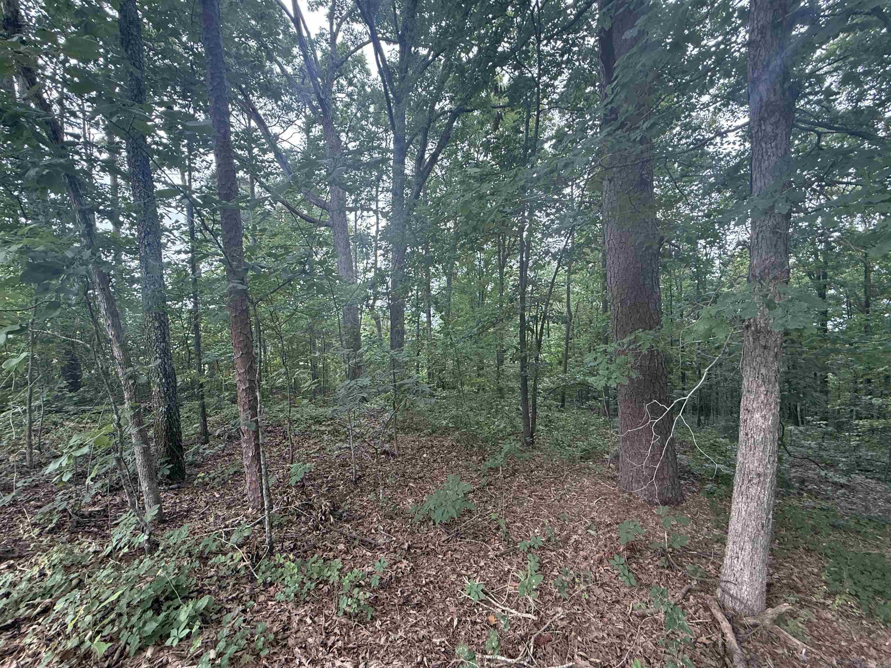 Pine Drive Property Photo 4
