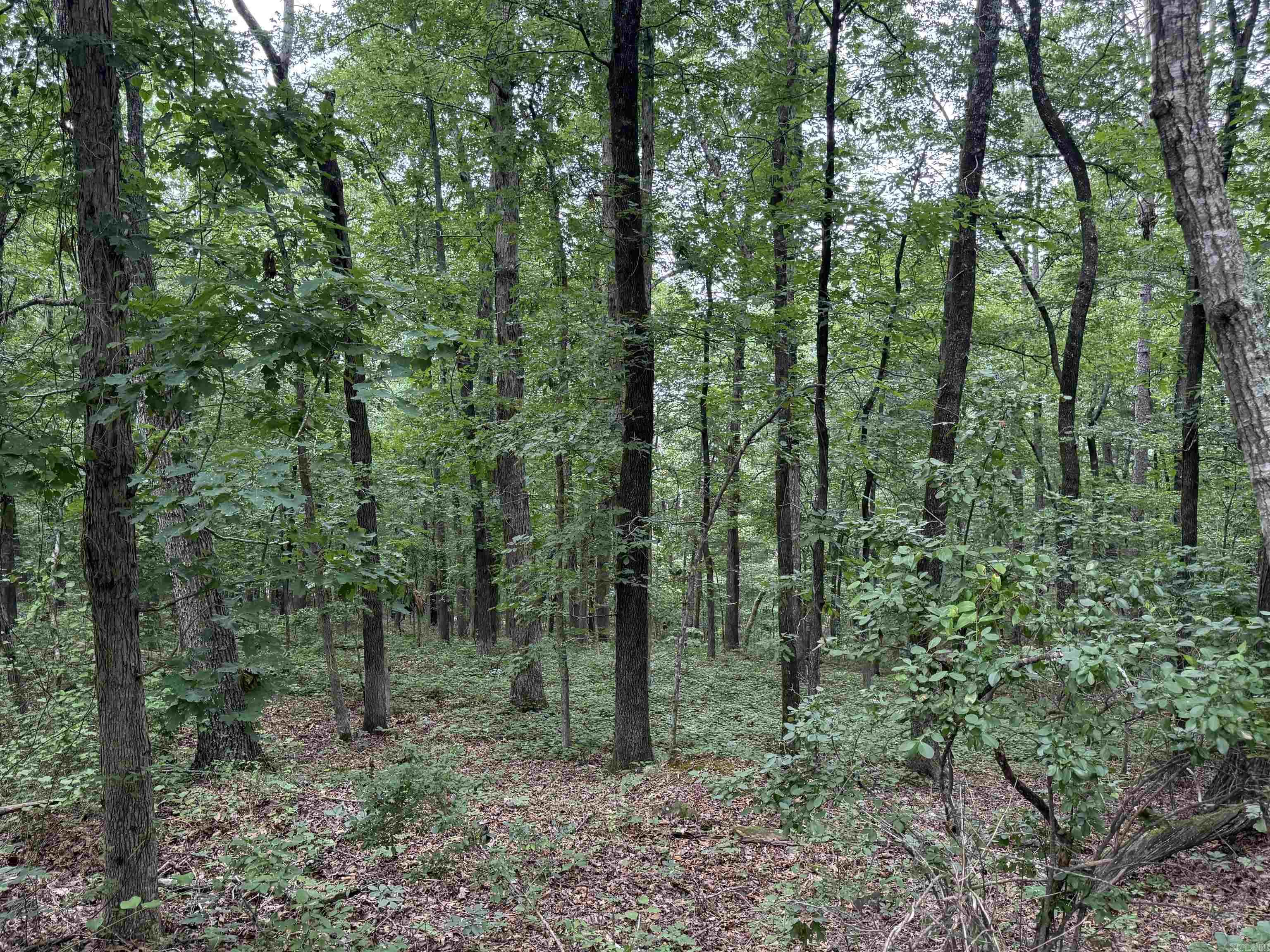 Pine Drive