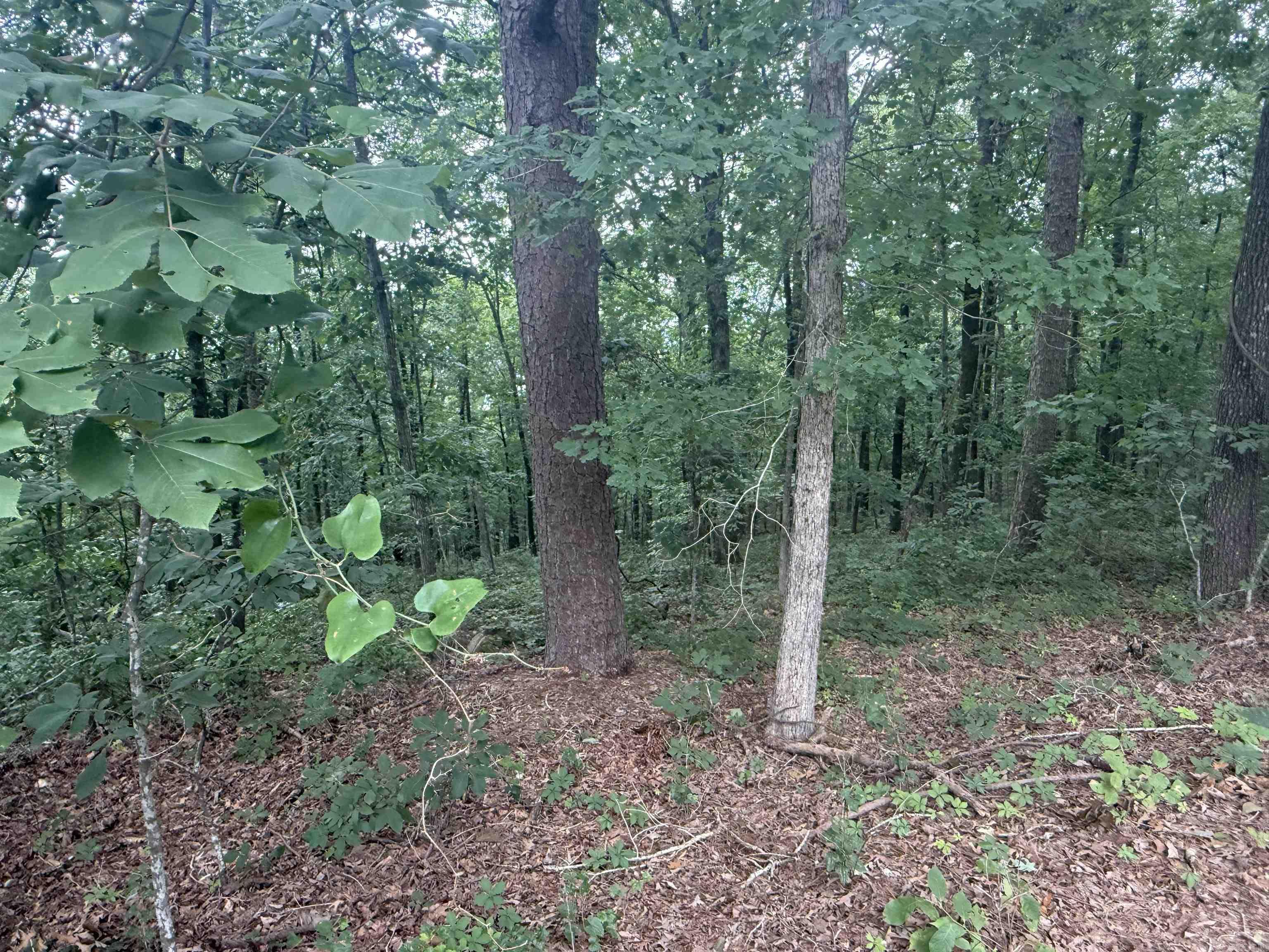Pine Drive Property Photo 3