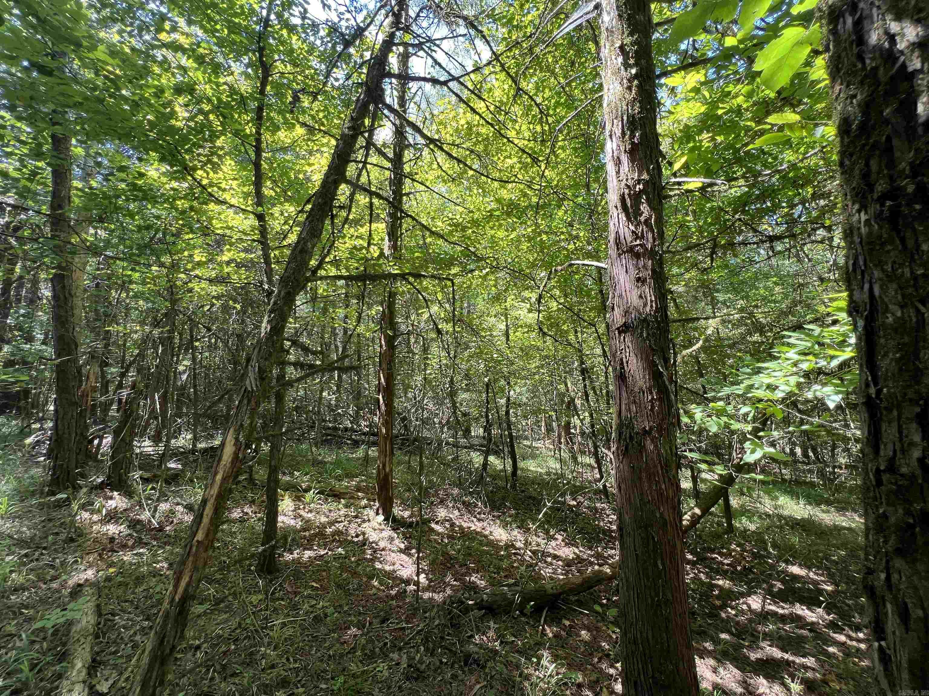 000 Davidson Campground Rd Property Photo 8