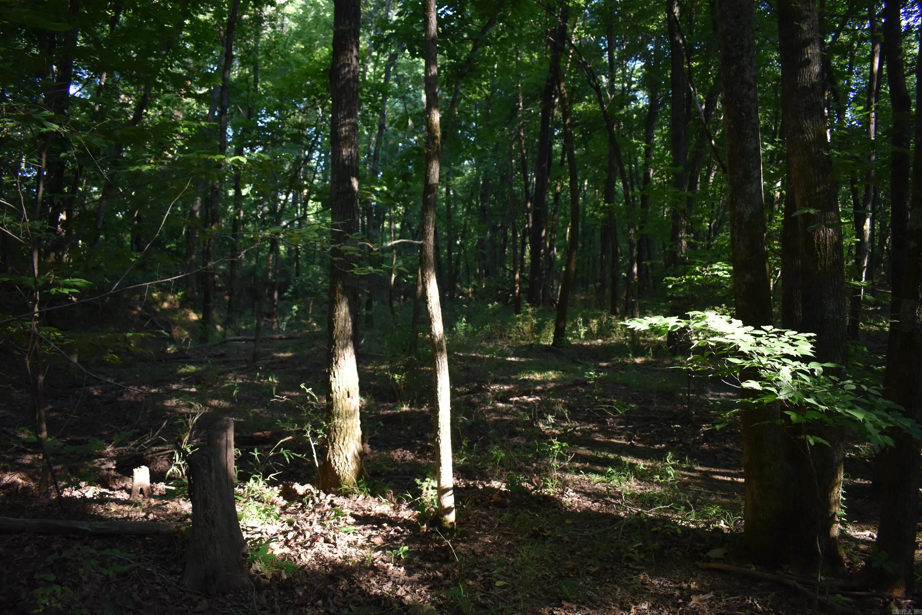 17803 Lucas Bottom Rd Property Photo 34