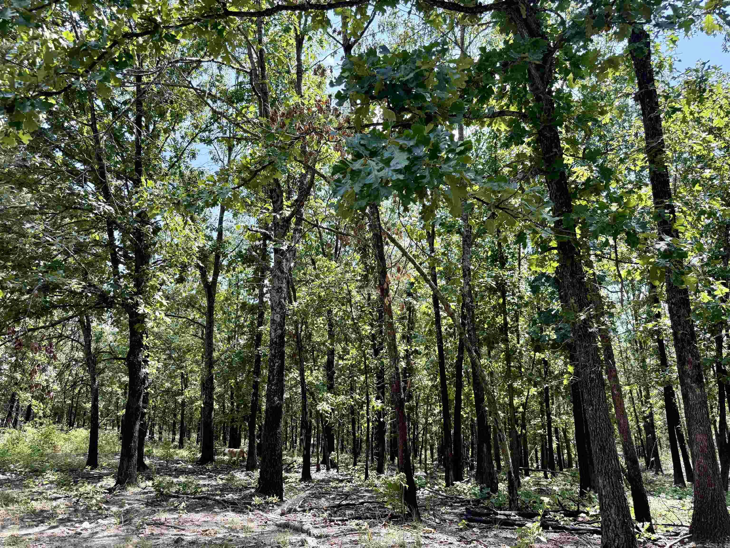 0 Corinth Rd Road Property Photo 16