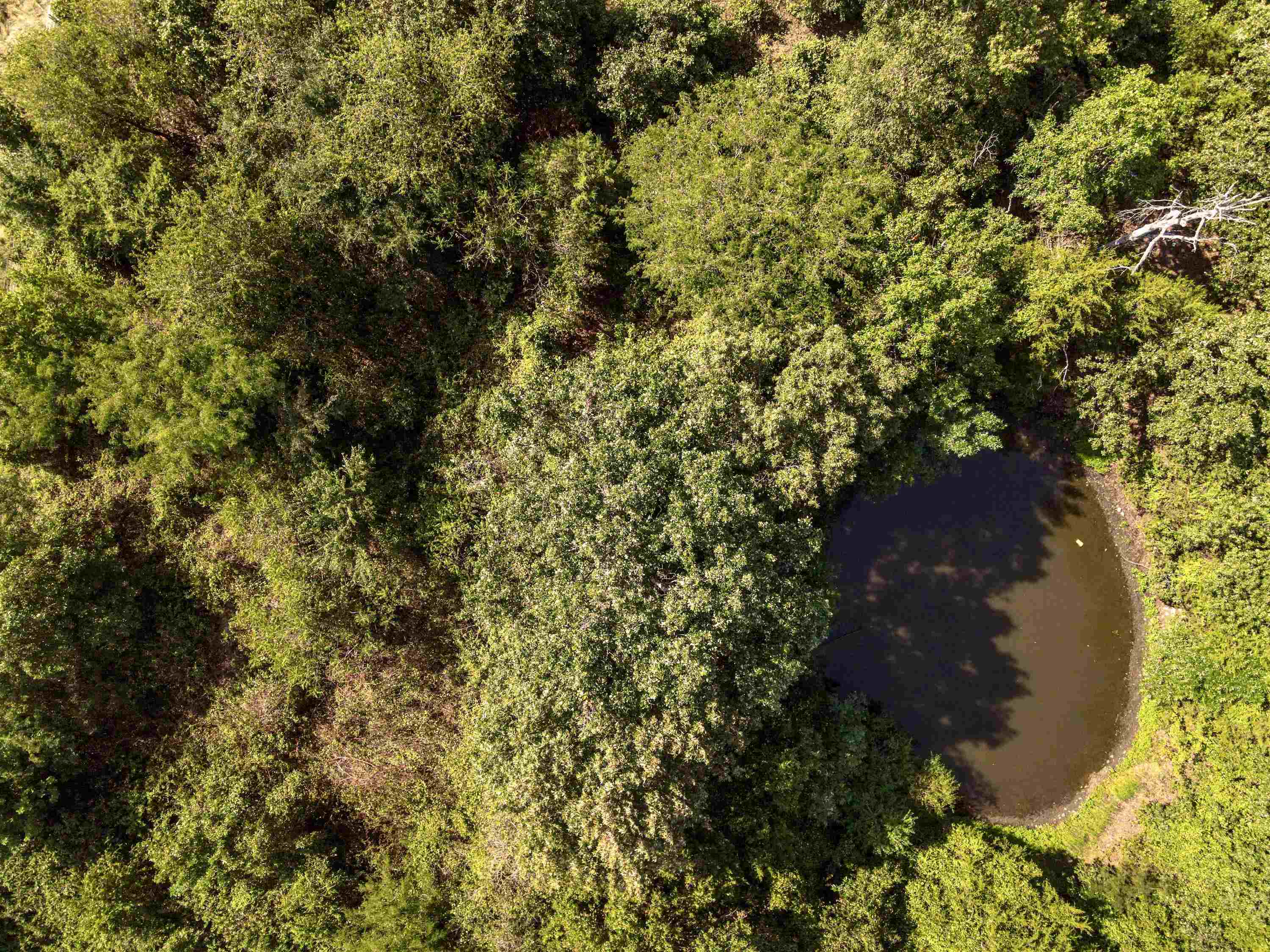 4137 State Highway 289 Property Photo 32