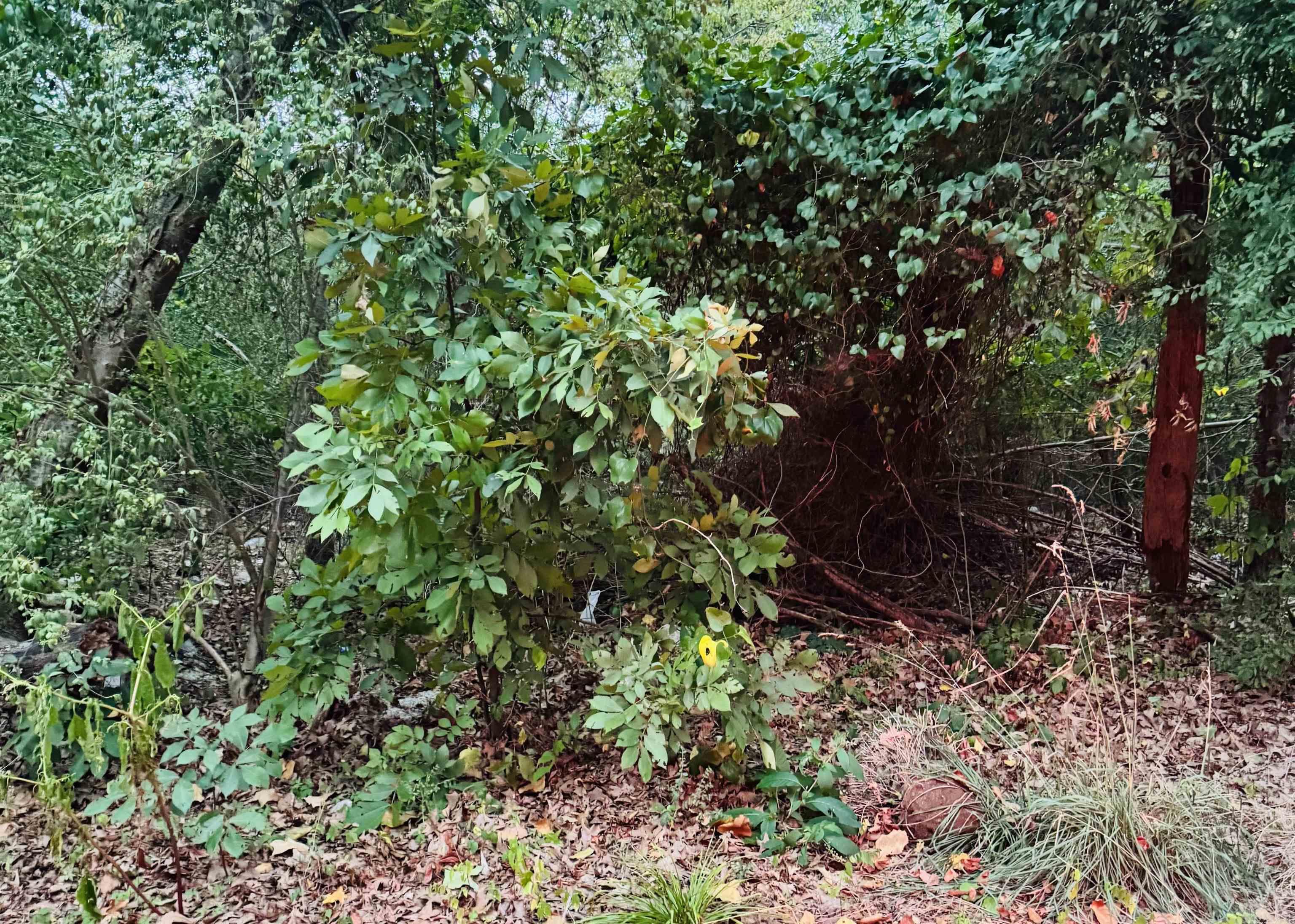 Lot 24 Lee Summit Dr. Property Photo 1