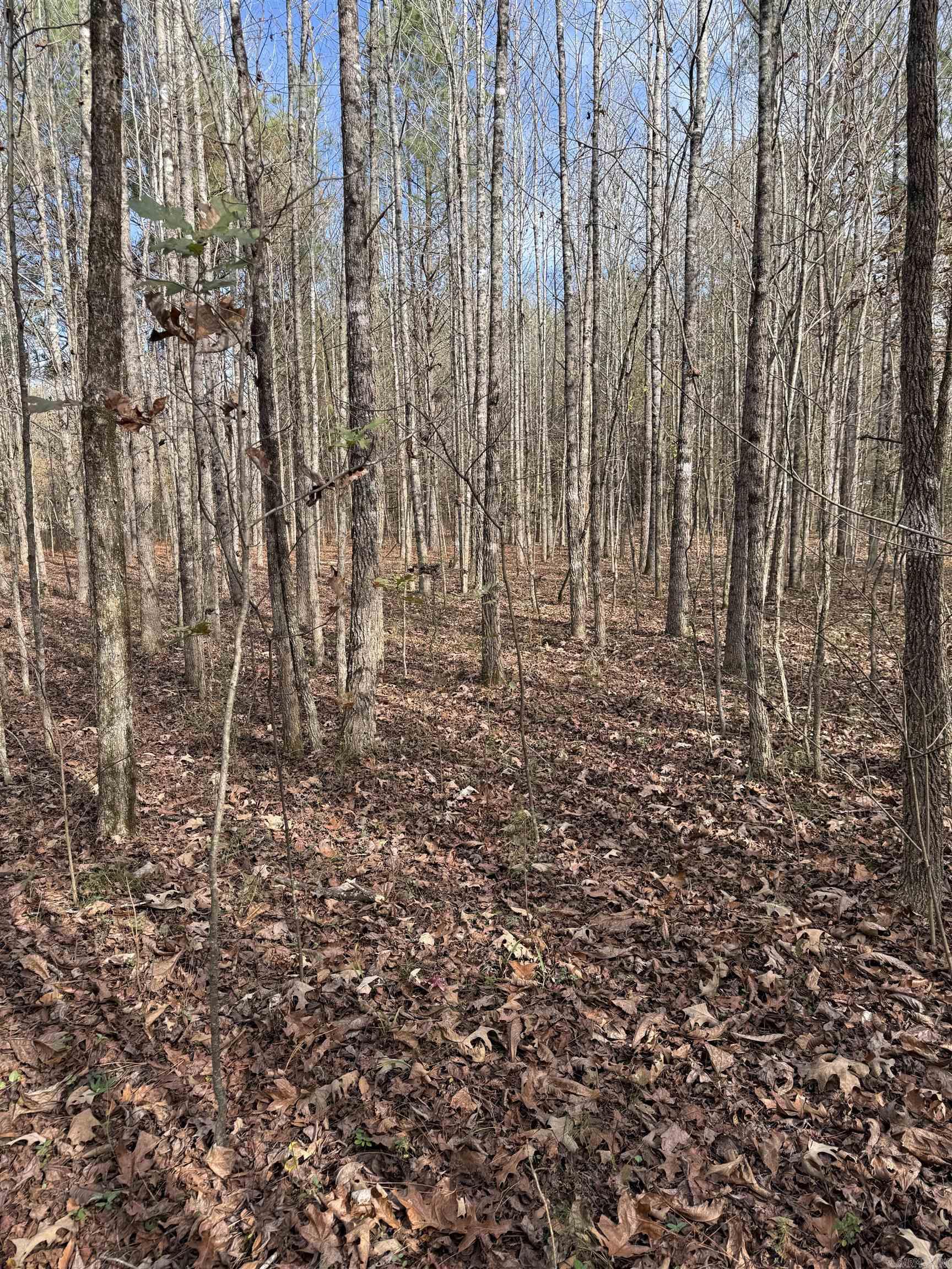 Tbd S Highway 11 Property Photo 24