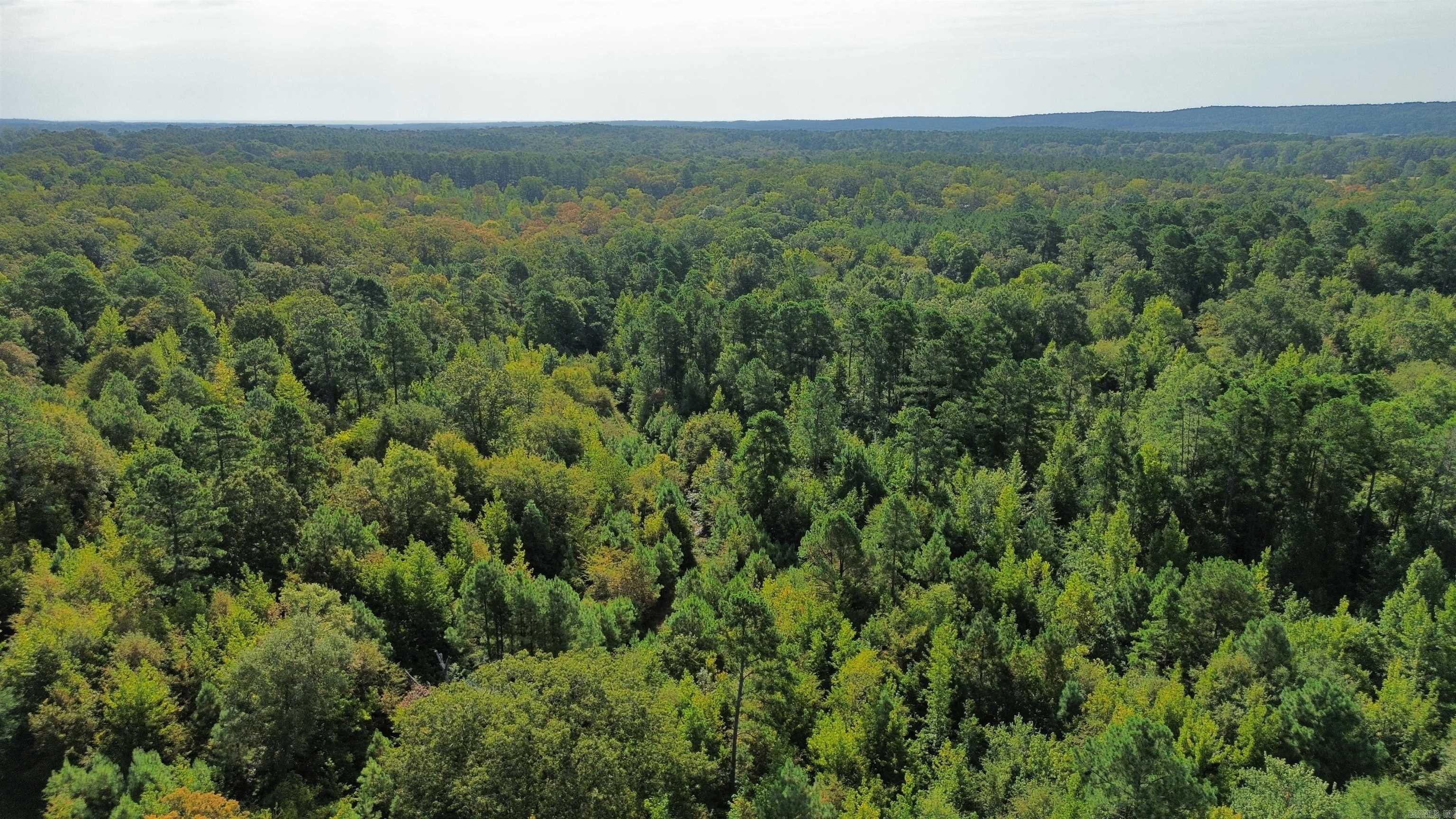 Tbd Palmetto Loop Property Photo 7