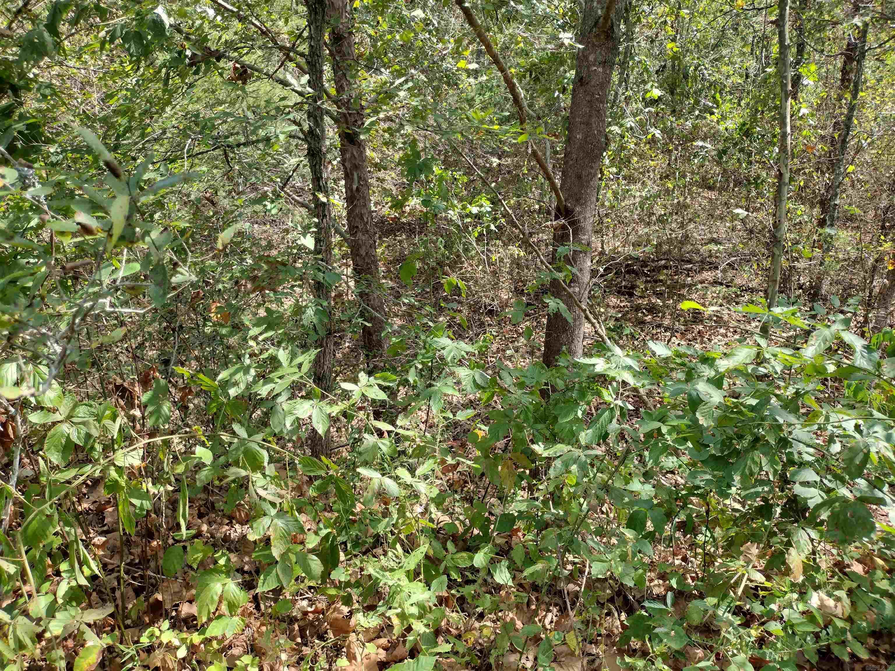 0 Hwy 9 S Property Photo 9