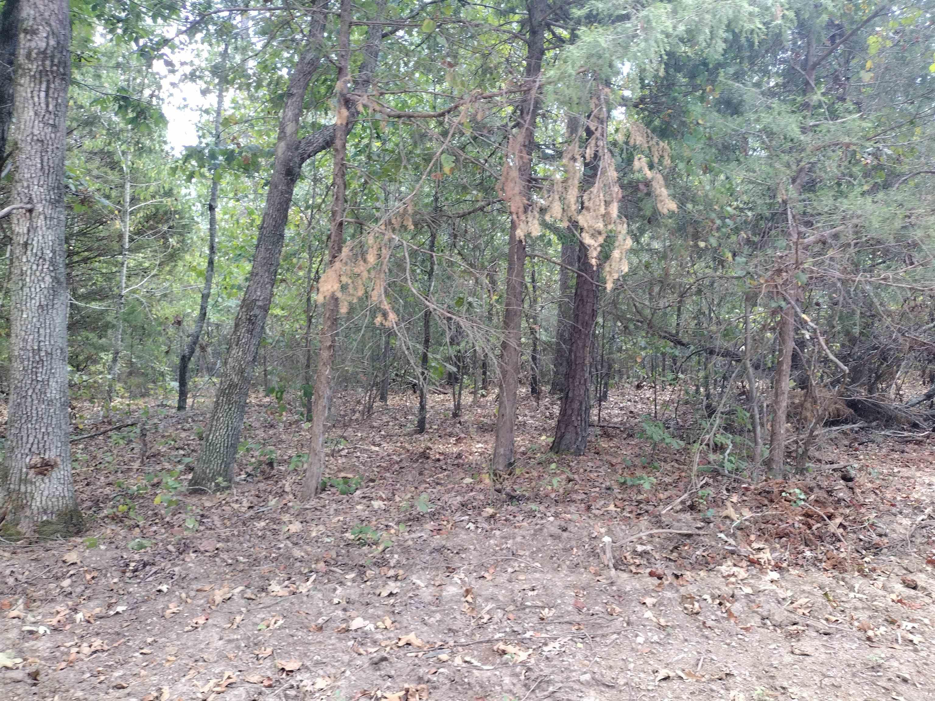 0 Hwy 9 S Property Photo 13