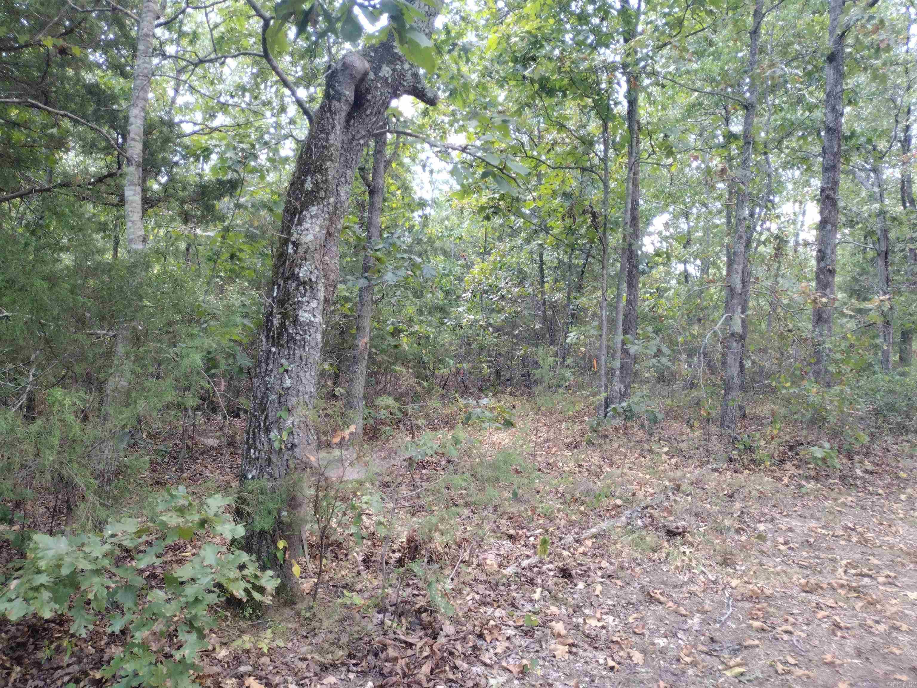 0 Hwy 9 S Property Photo 16