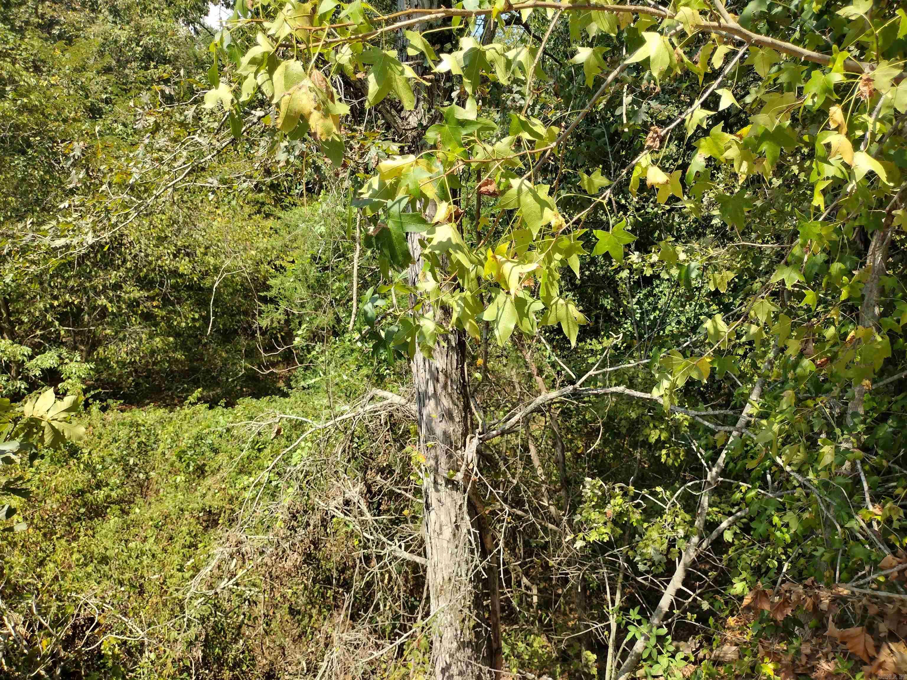 0 Hwy 9 S Property Photo 17