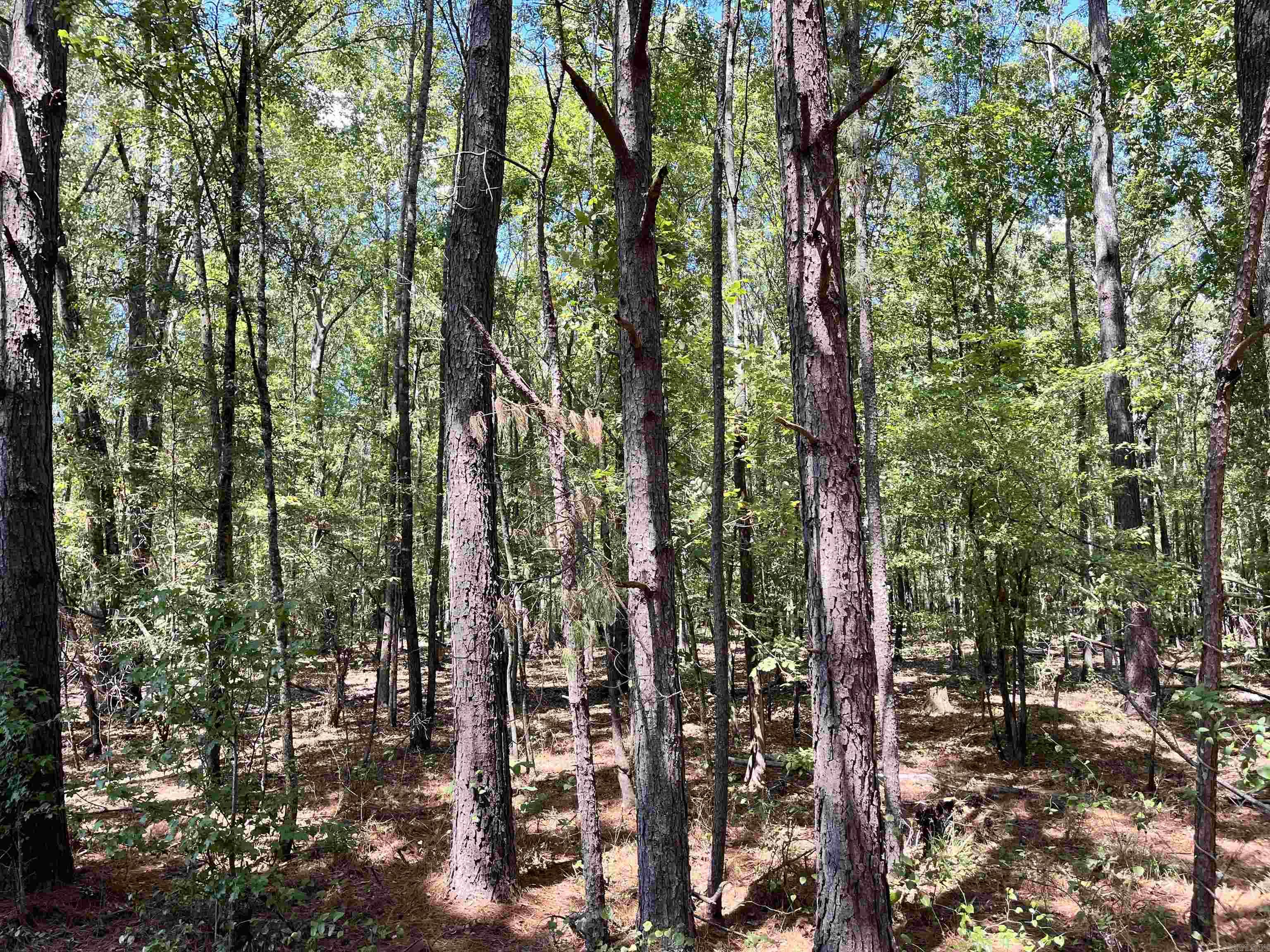 1209 Pine Drive Property Photo 5