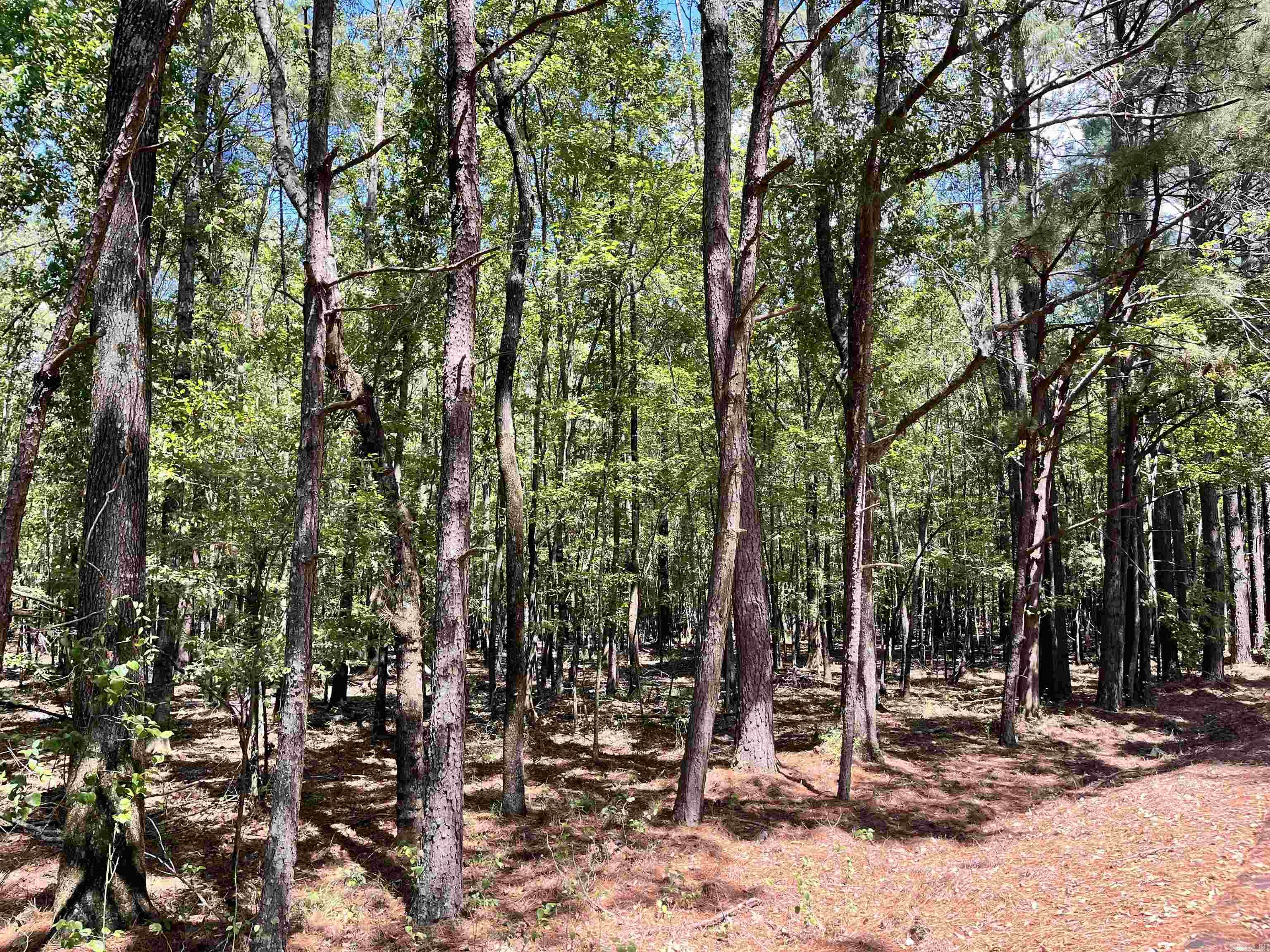 1209 Pine Drive Property Photo 6